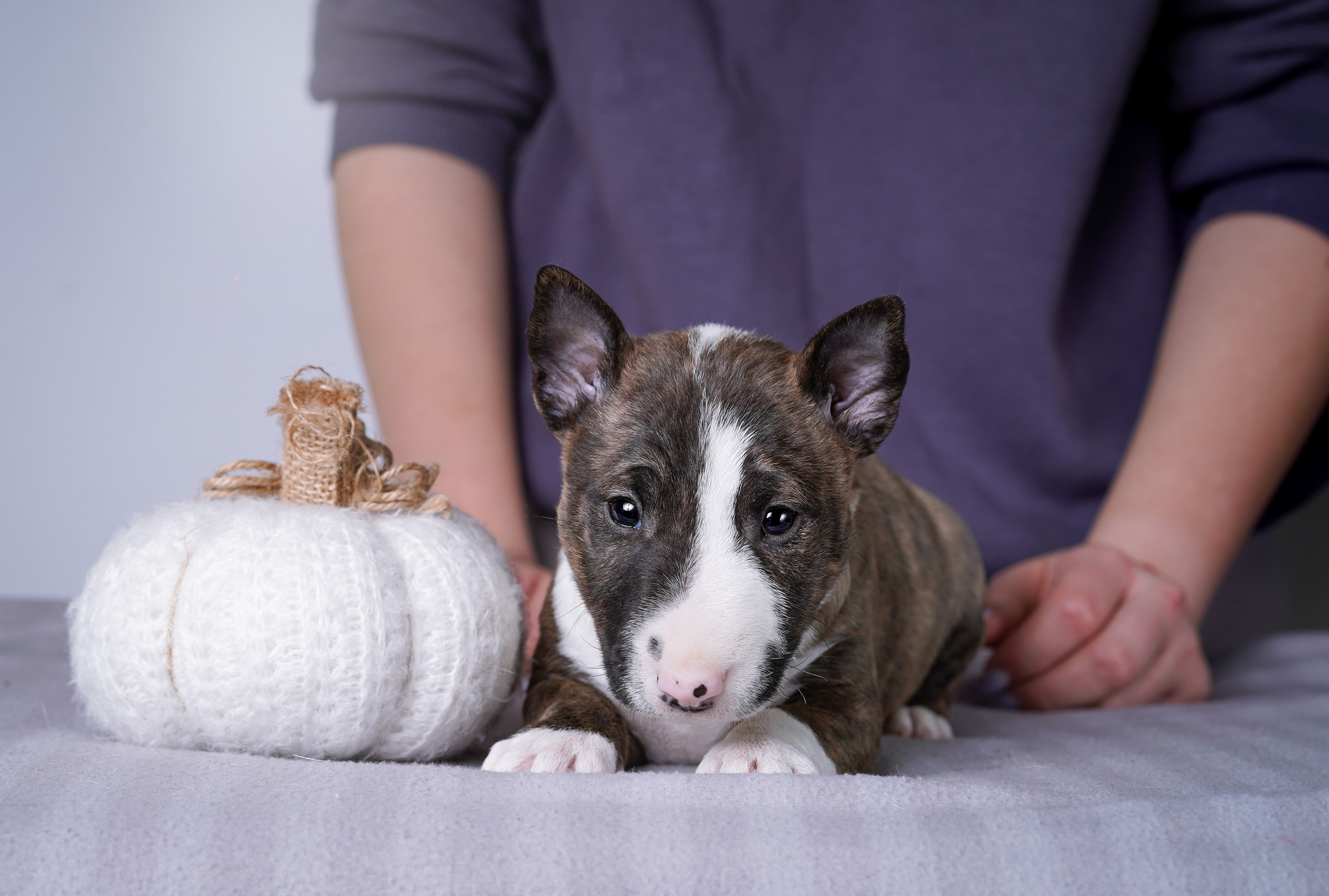 Щенки минибуля. Фотограф-анималист в Санкт-Петербурге Яна Мартынова