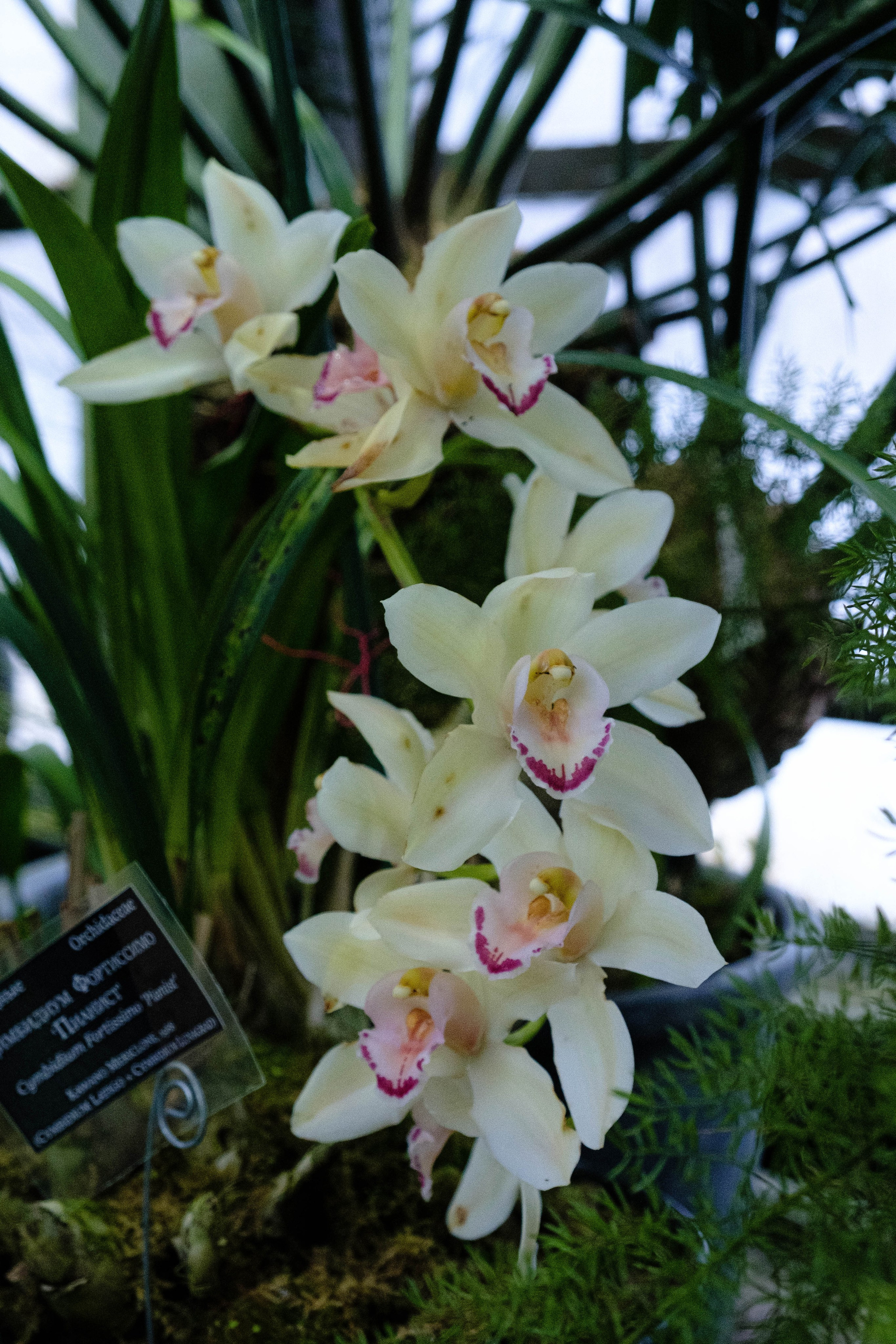 Старая Фондовая оранжерея. Алексей Никифоров свадебный и семейный фотограф Москва, Химки