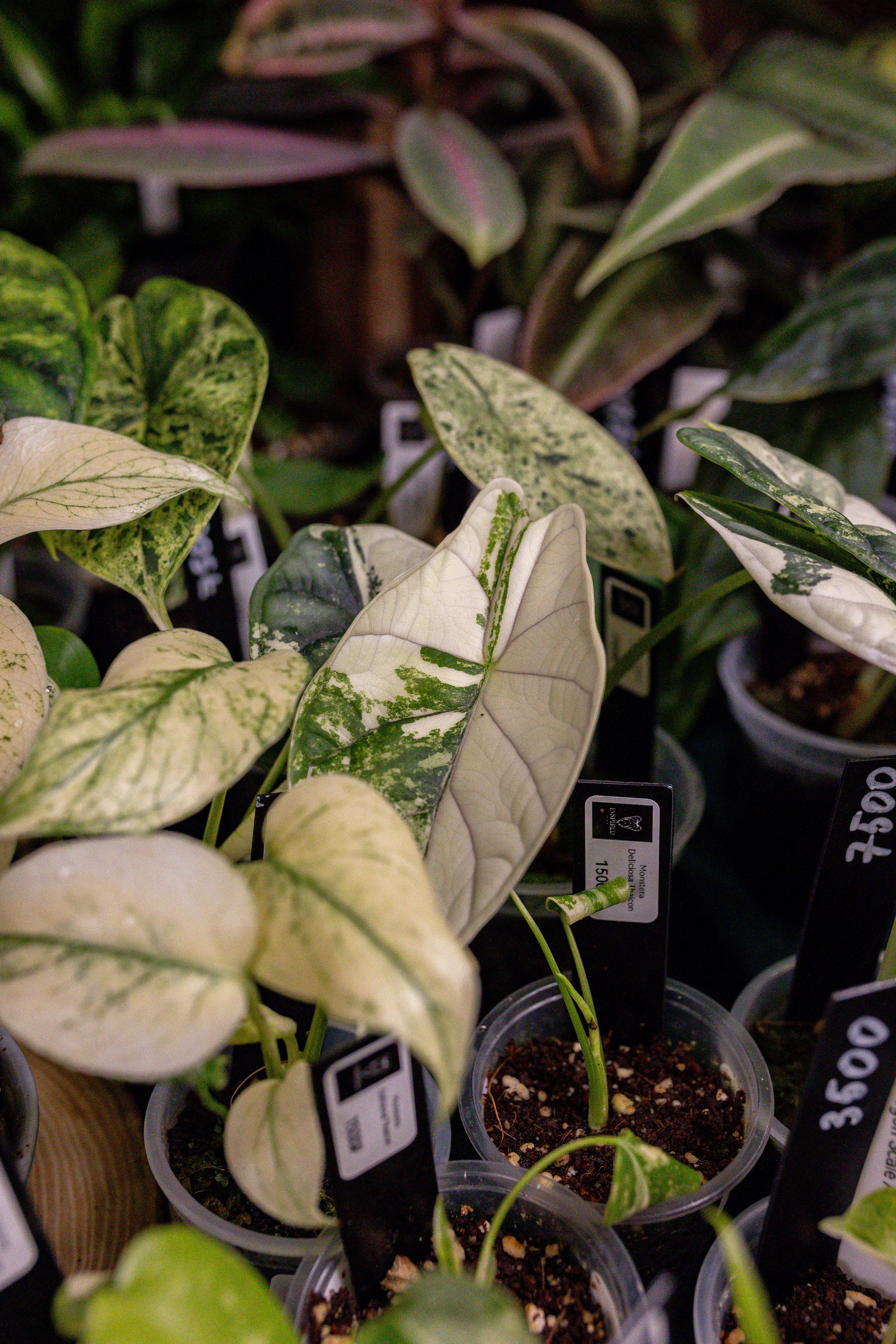 Growbox 5лет. Александра Куликова фотограф, Москва