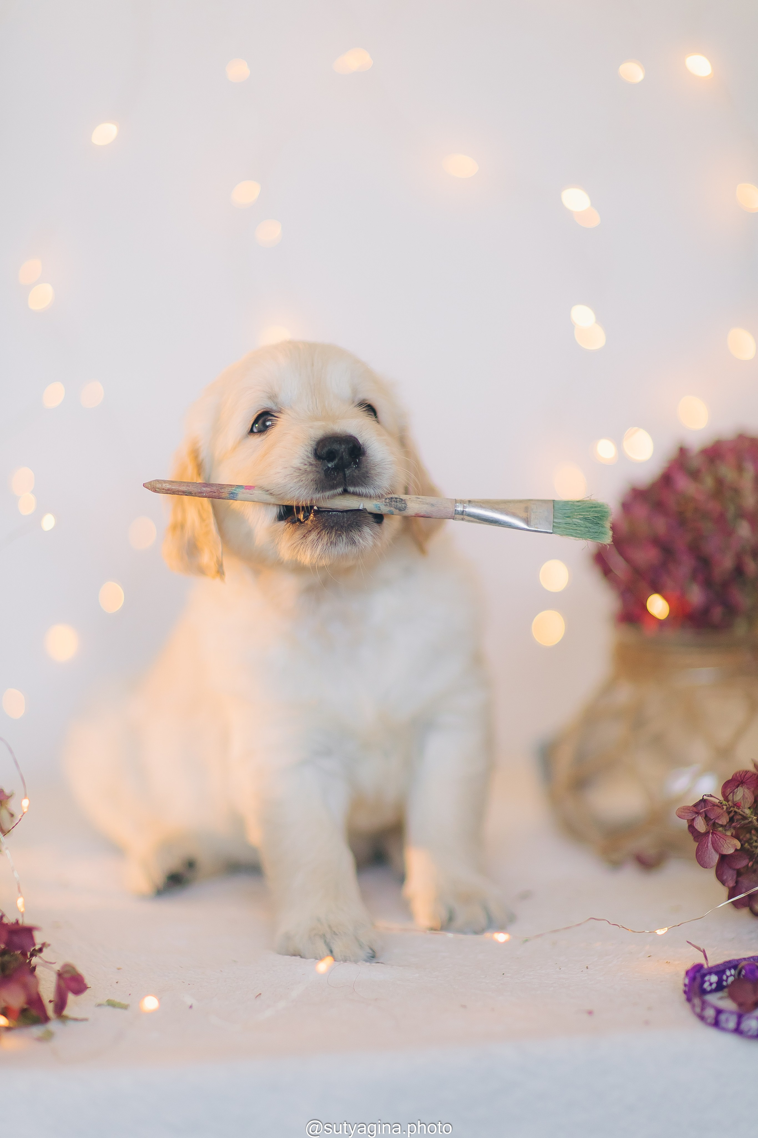 Фиолетовая лента. Свадебный и женский фотограф