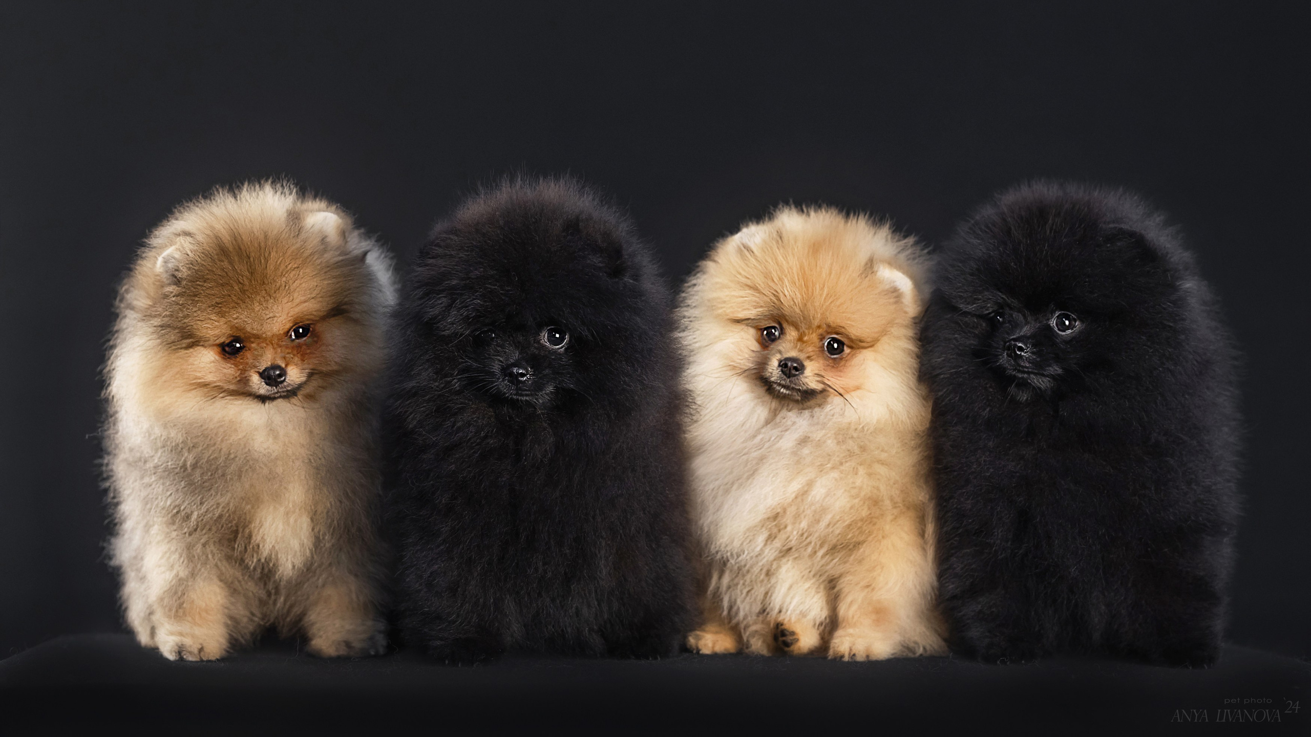 Шпицы. Фотограф анималист Аня Ливанова | Рыбинск