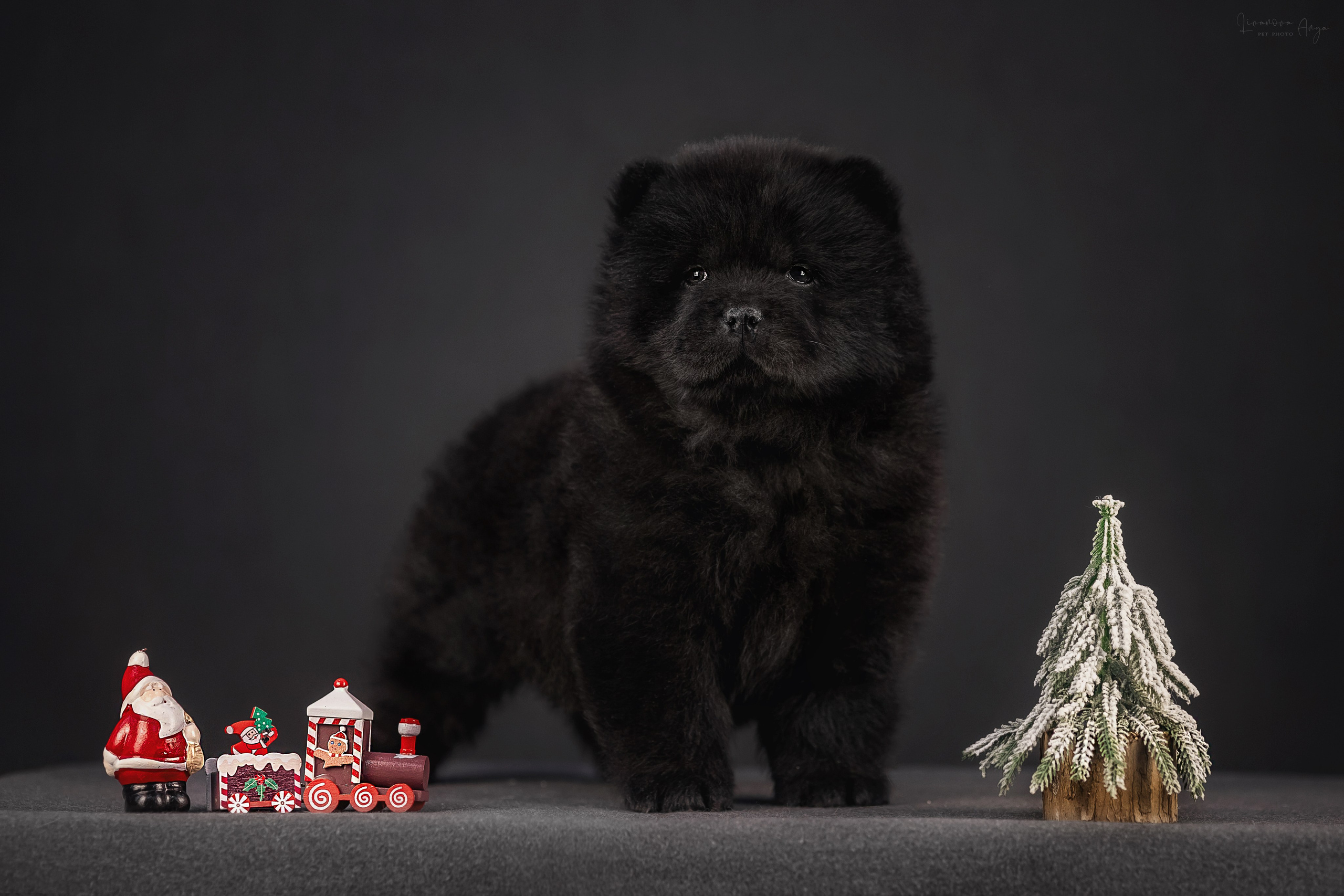 Чаушки. Фотограф анималист Аня Ливанова | Рыбинск