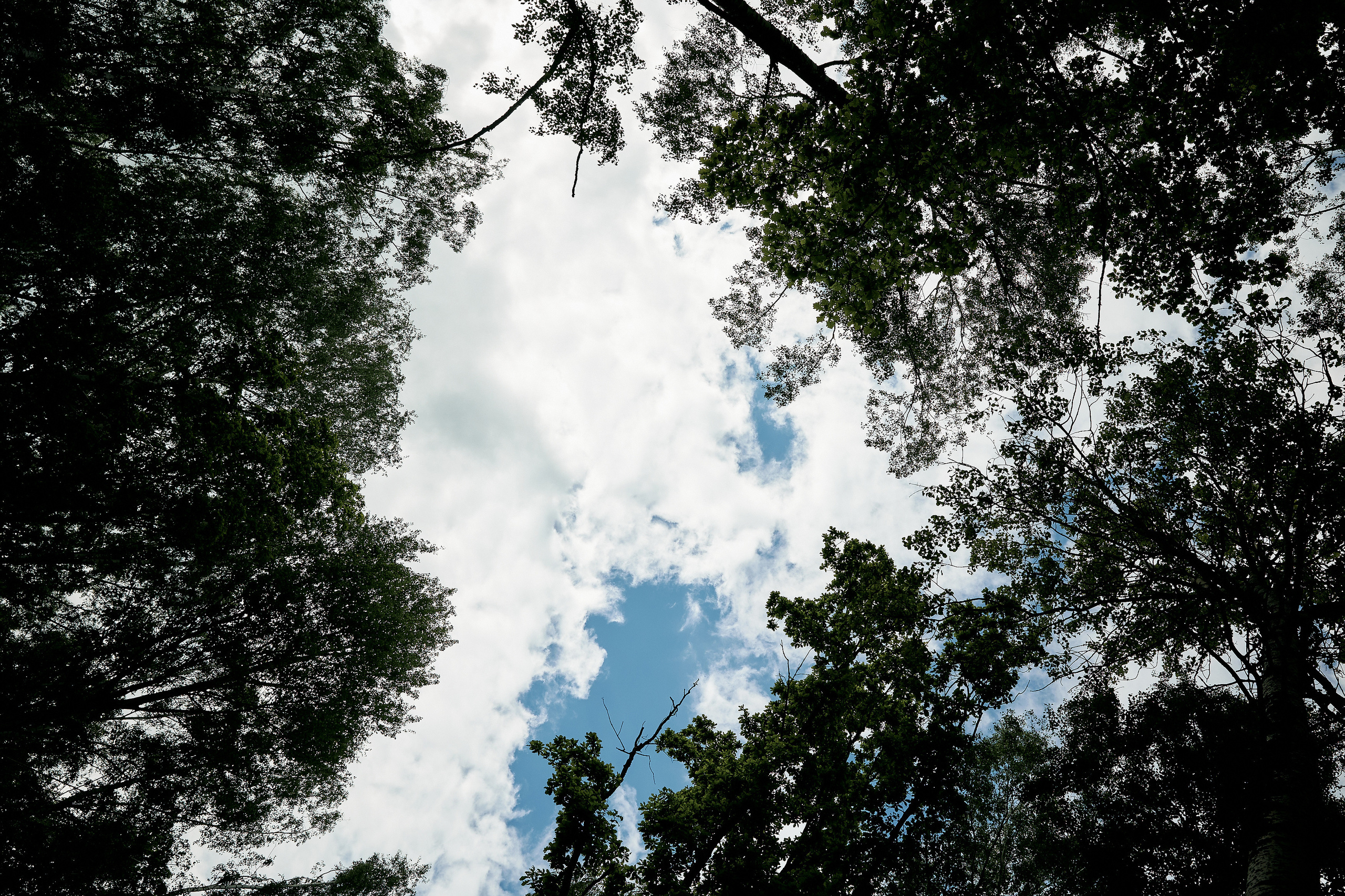 Вероника и Денис. Свадебный фотограф Москва Калуга