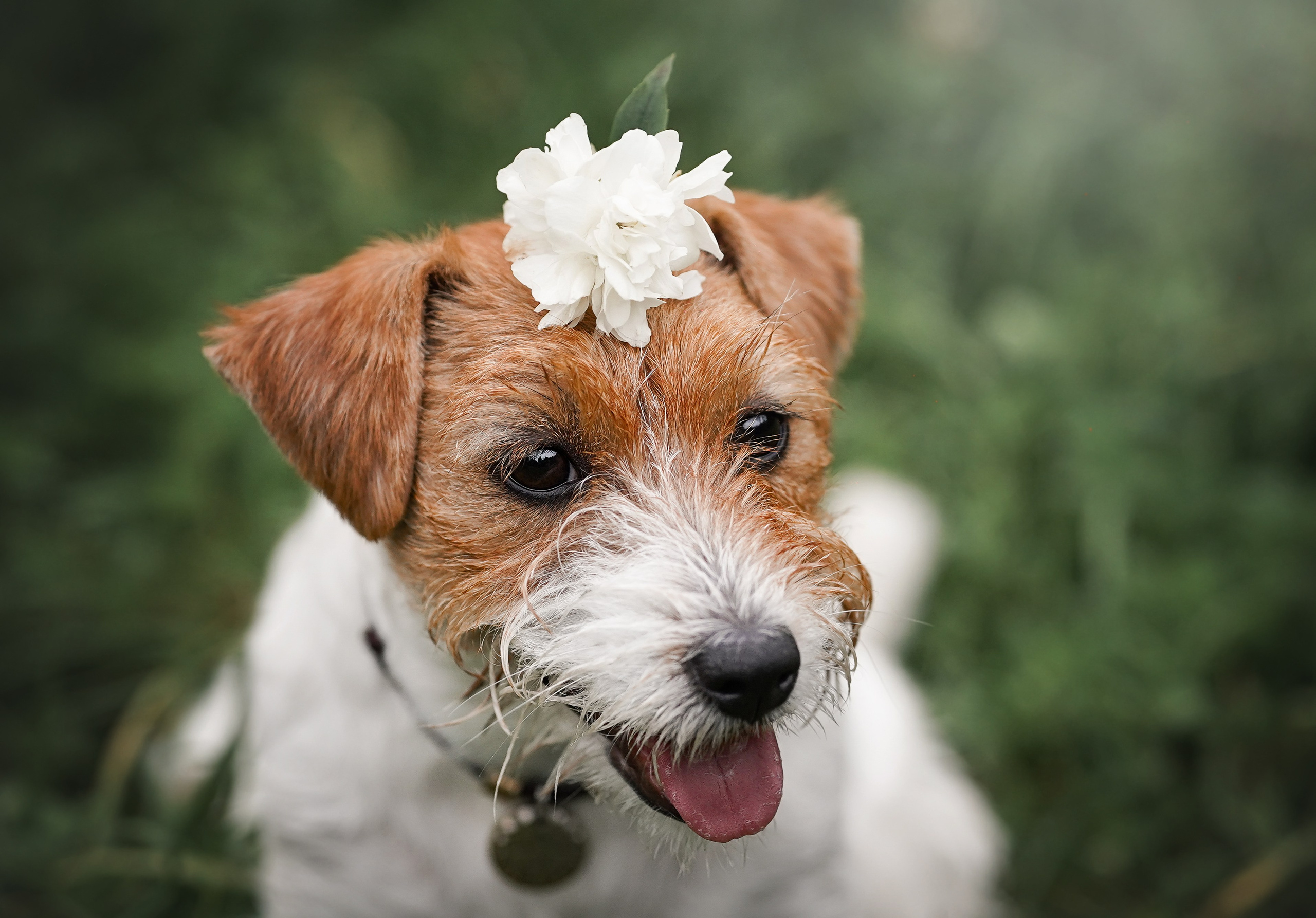Люба и Тося. Фотограф-анималист в Санкт-Петербурге Яна Мартынова