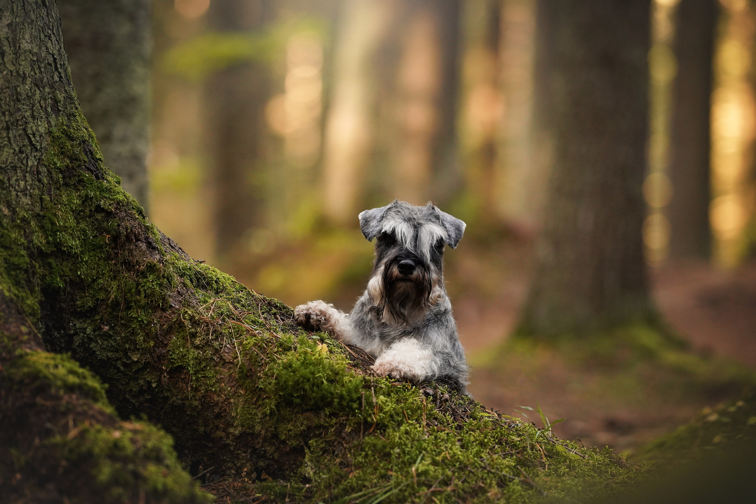 Даша Никита и Бенчи. Фотограф-анималист в Санкт-Петербурге Яна Мартынова