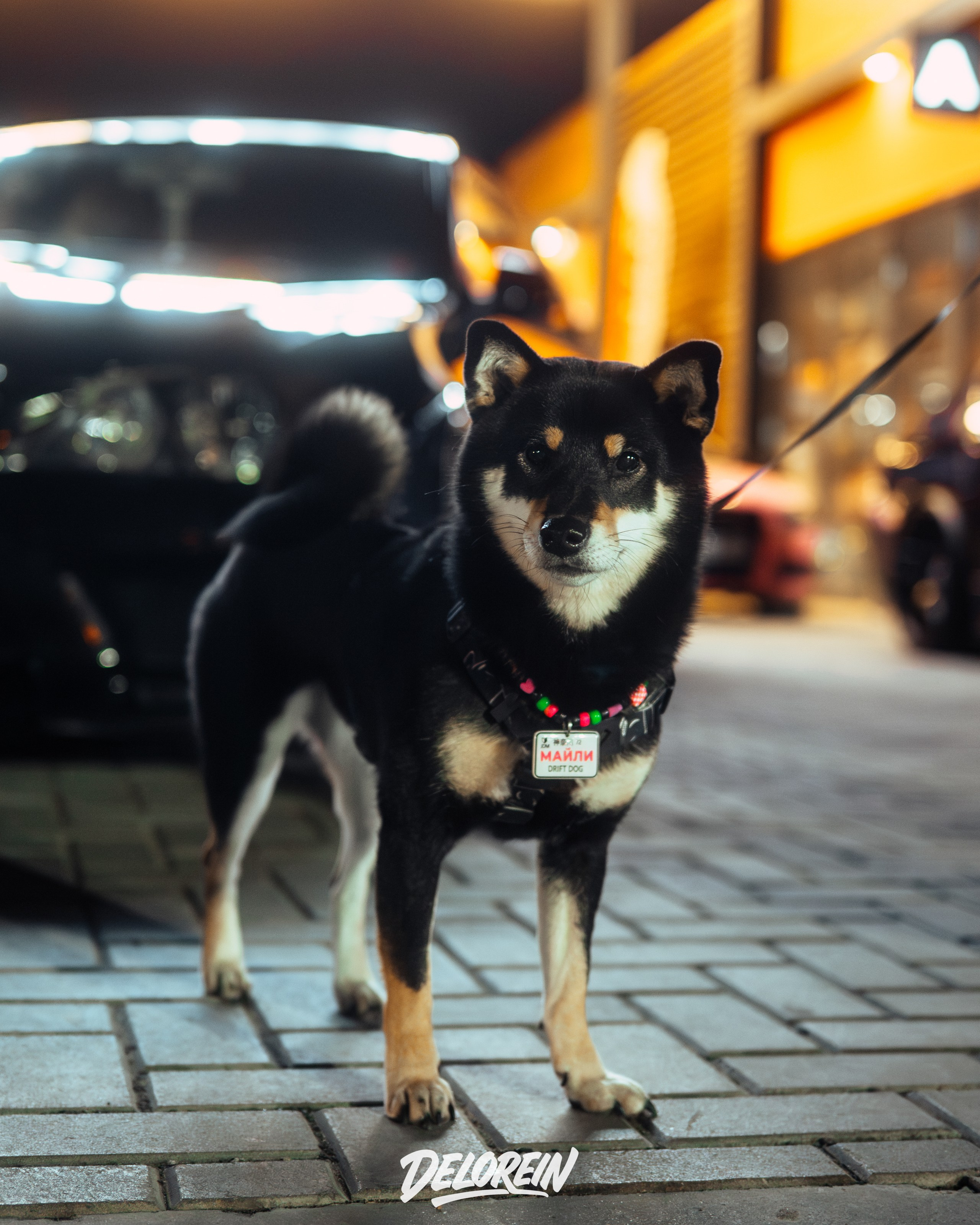 Downfly 3 сентября 2025. DeLorein