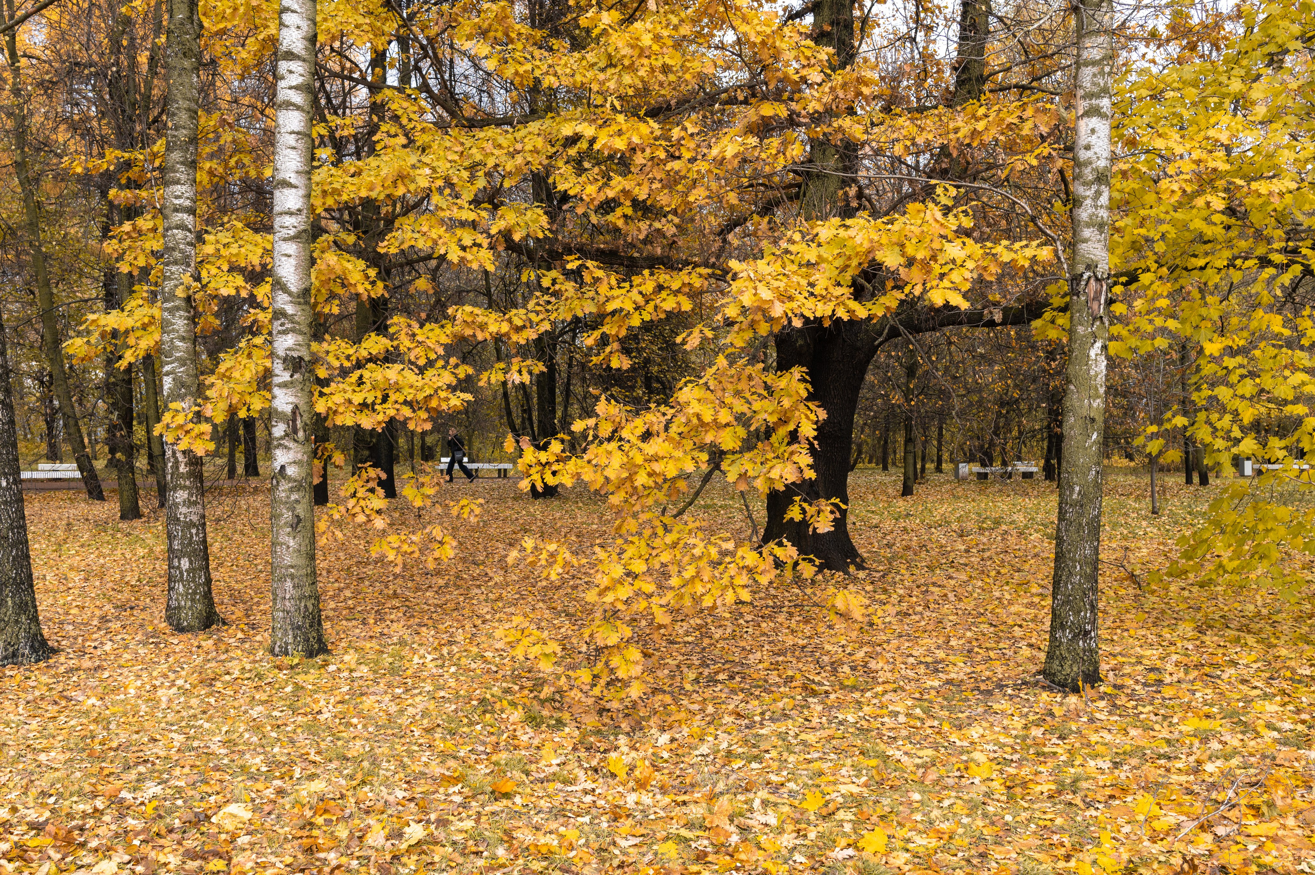 20231031 Нескучный сад. Дмитрий Ремизов. Фотография, как хобби