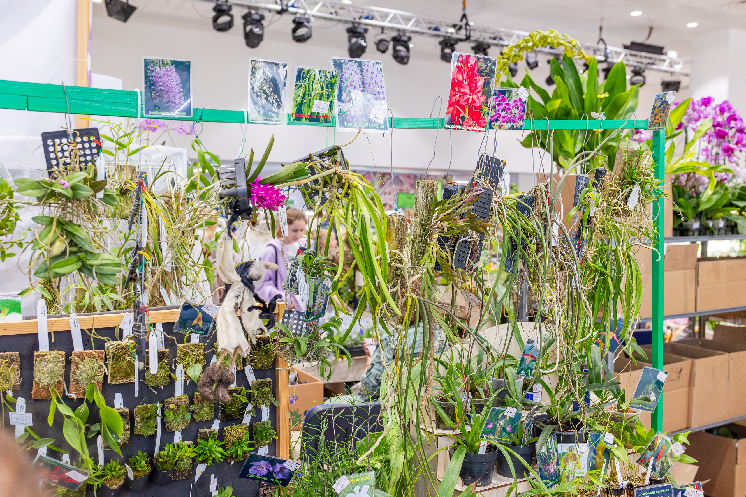 Орхидиум сентябрь 2025. Александра Куликова фотограф, Москва