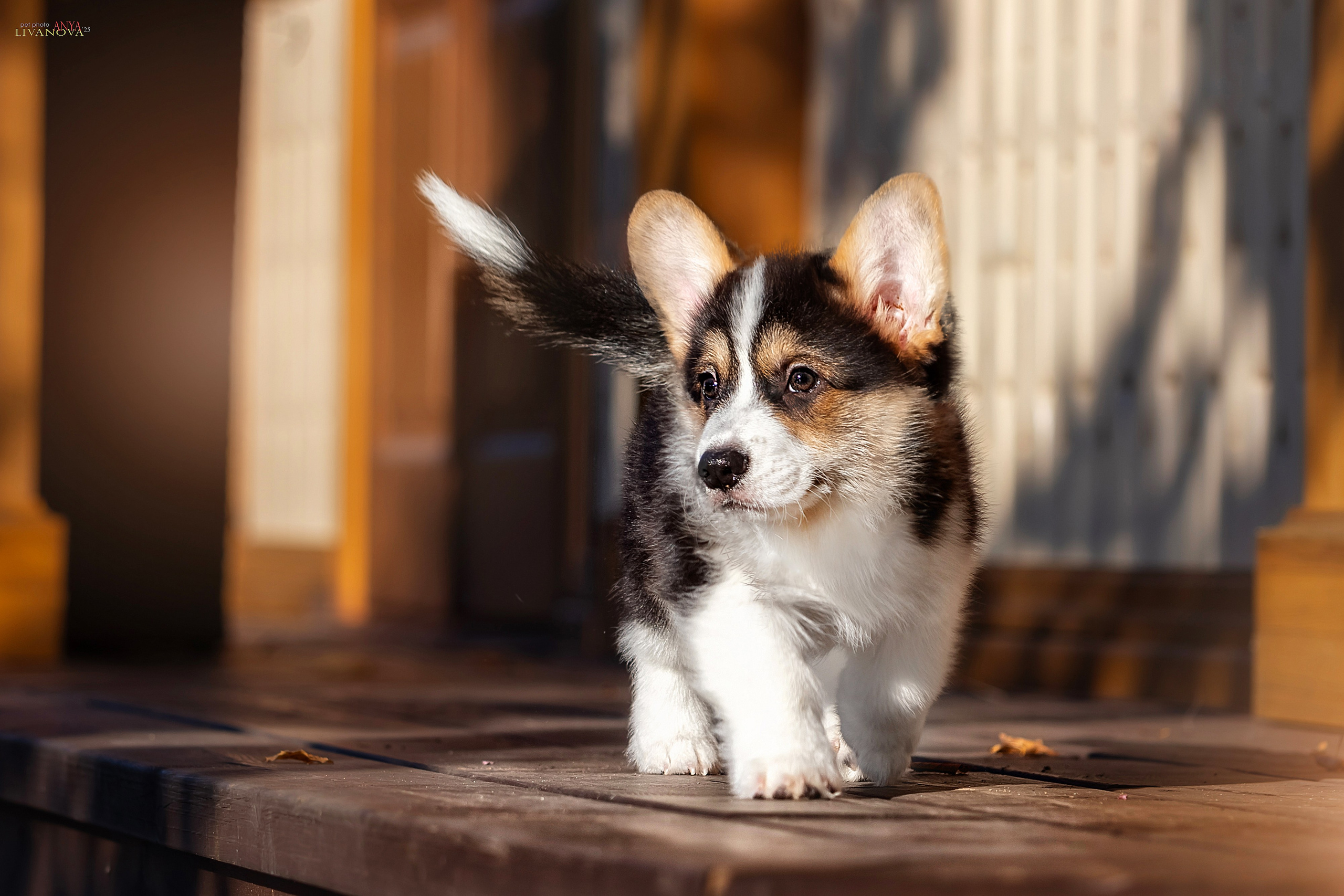 Коржики. Фотограф анималист Аня Ливанова | Рыбинск