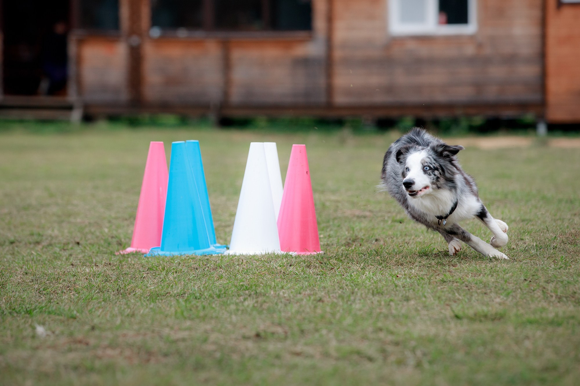 Лагерь по ОБД с Инной Баженовой. Фотограф-анималист Mary Mart — Москва, Питер