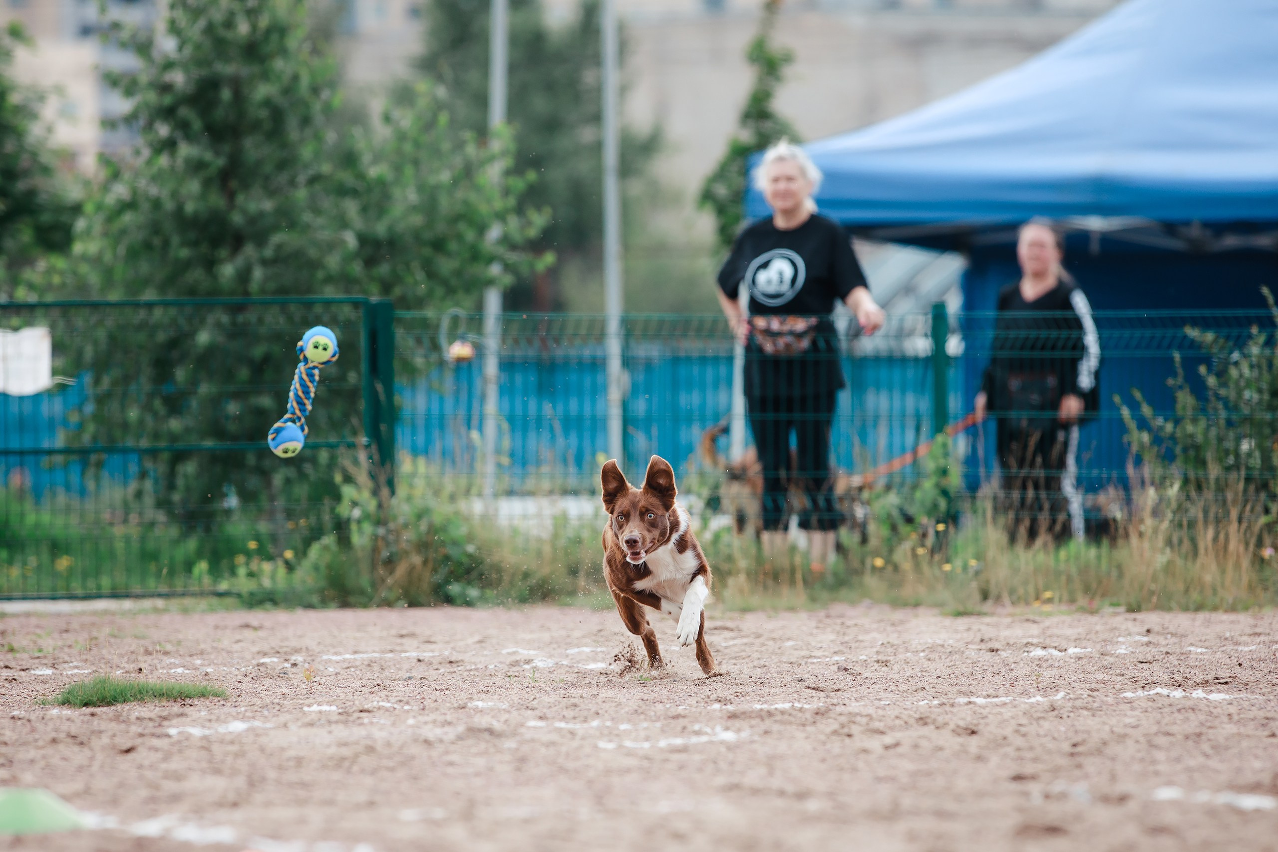 Питч&Гоу + веселые старты. Фотограф-анималист Mary Mart — Москва, Питер