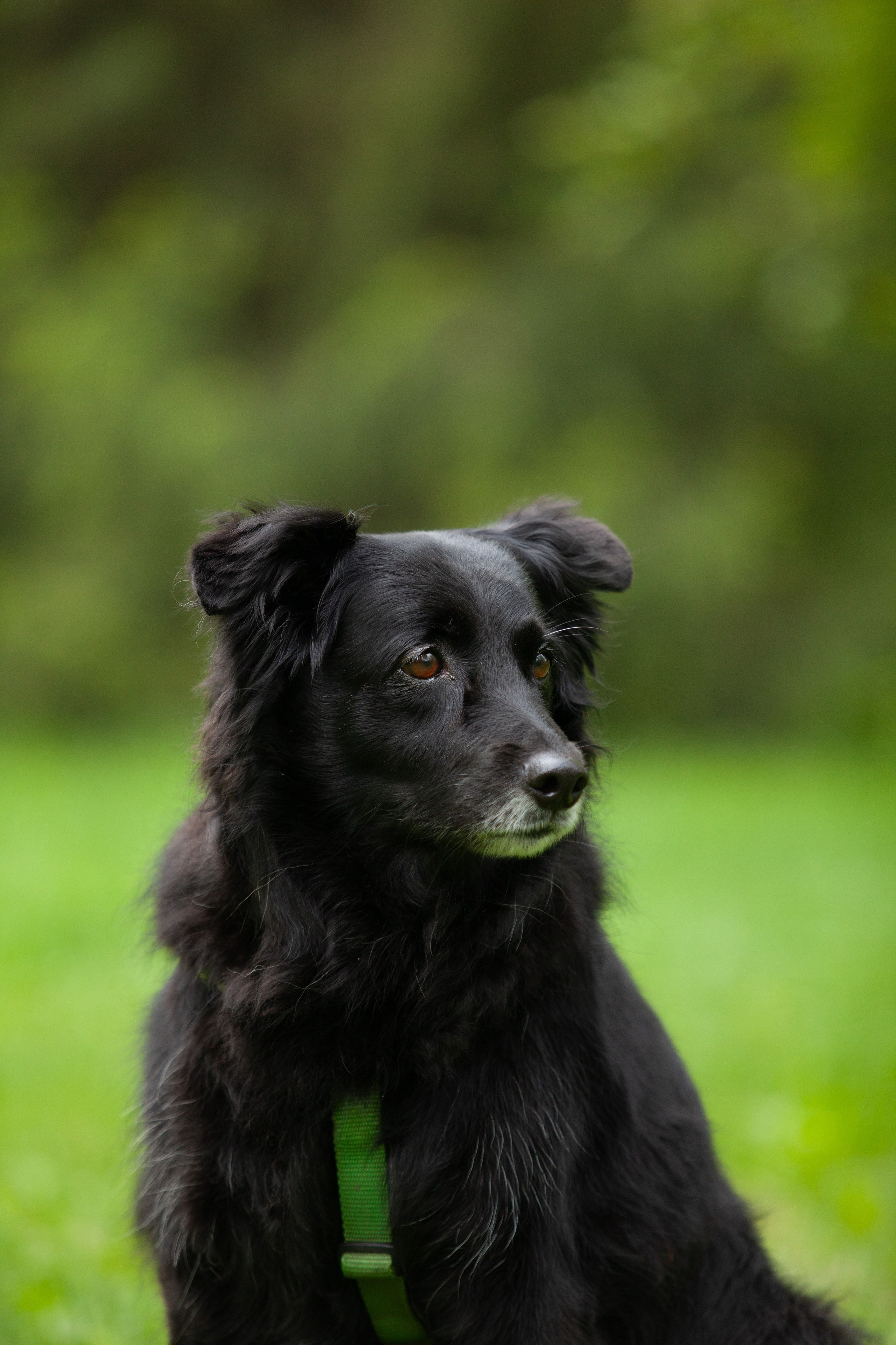 Ваши фотографии. Фотограф анималист Осипчикова Мария