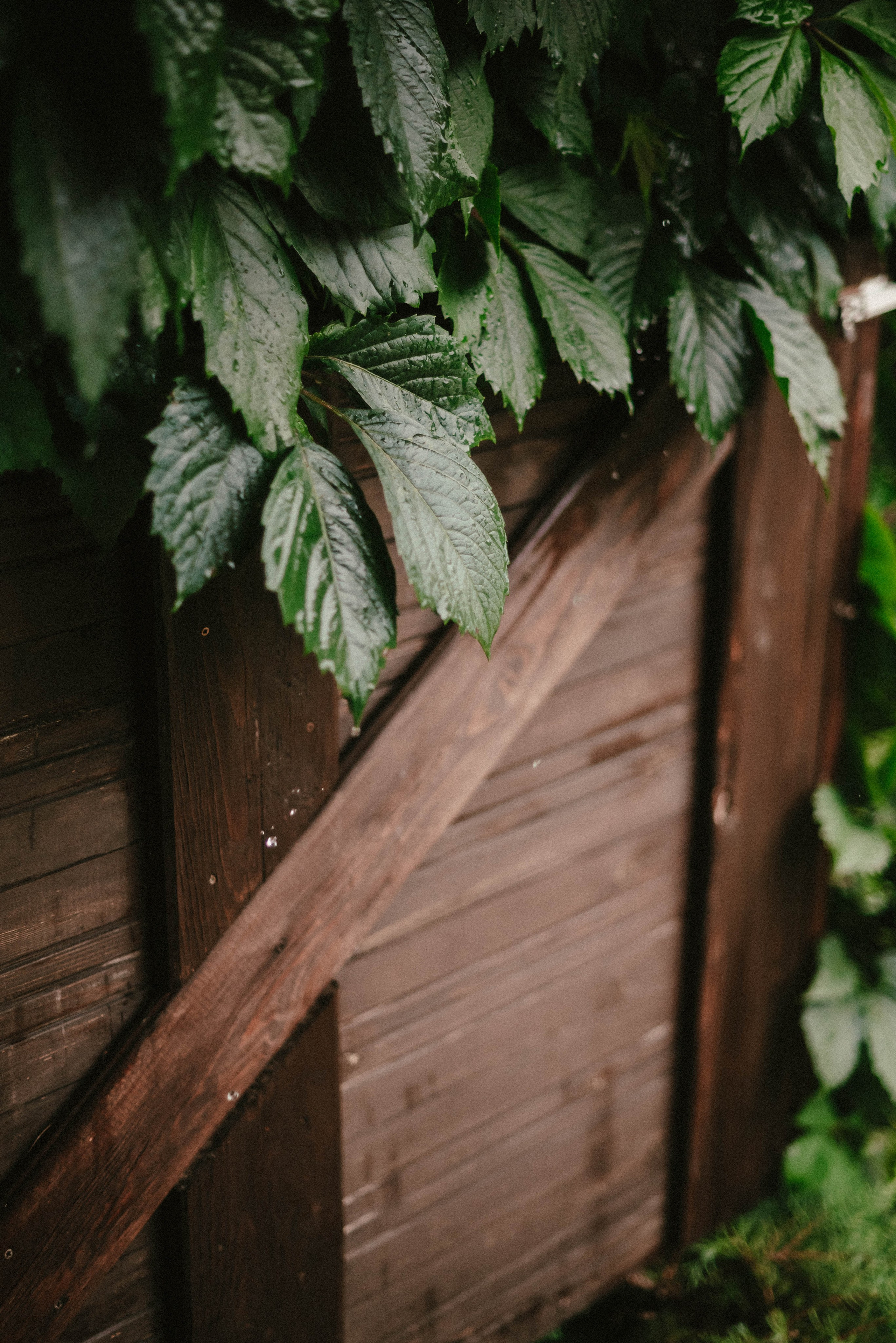 Лесное царство Оксаны. Свадебный и семейный фотограф в Новосибирске, Санкт-Петербурге, Москве