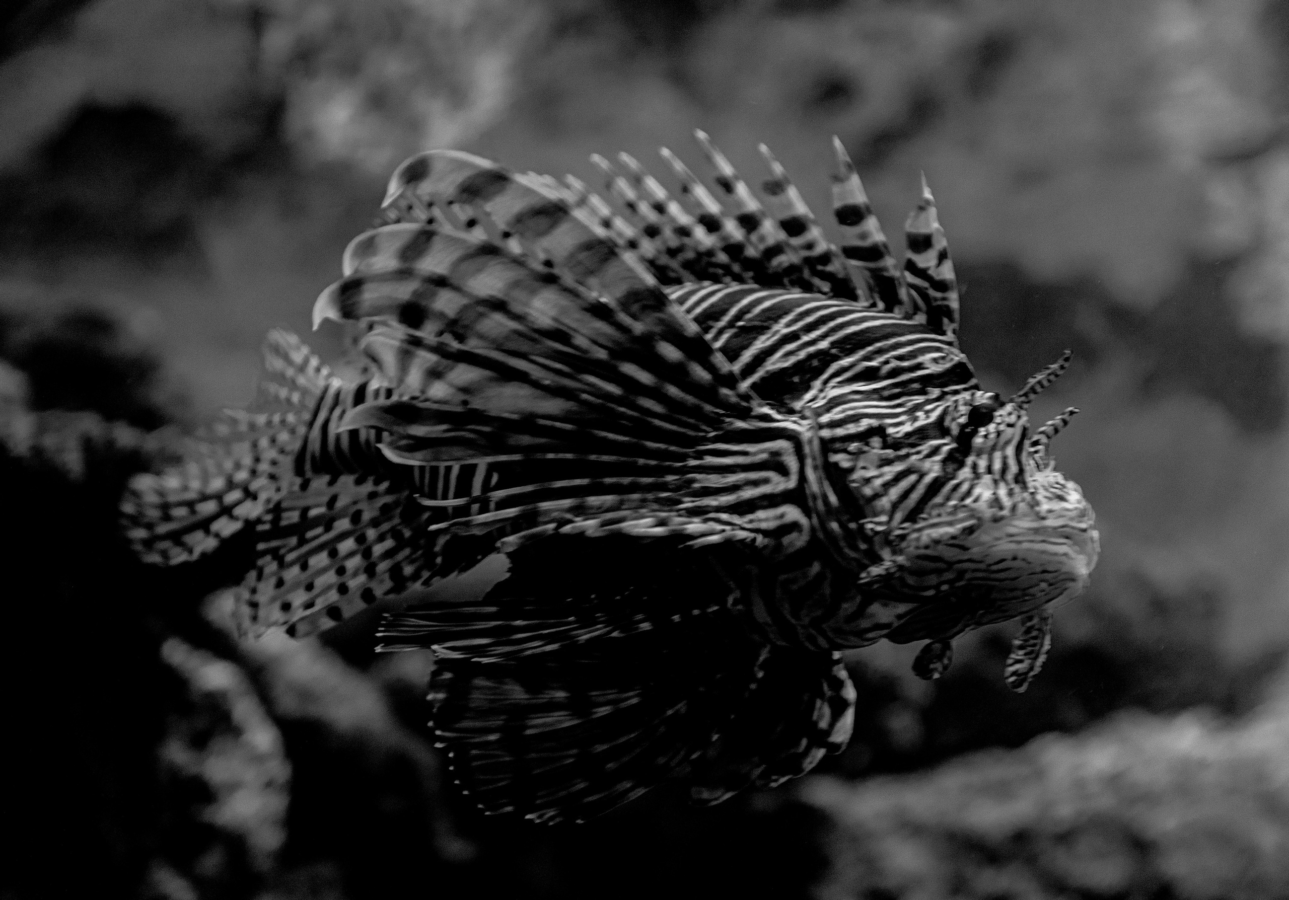 BLACK & WHITE. Art Рhotographer