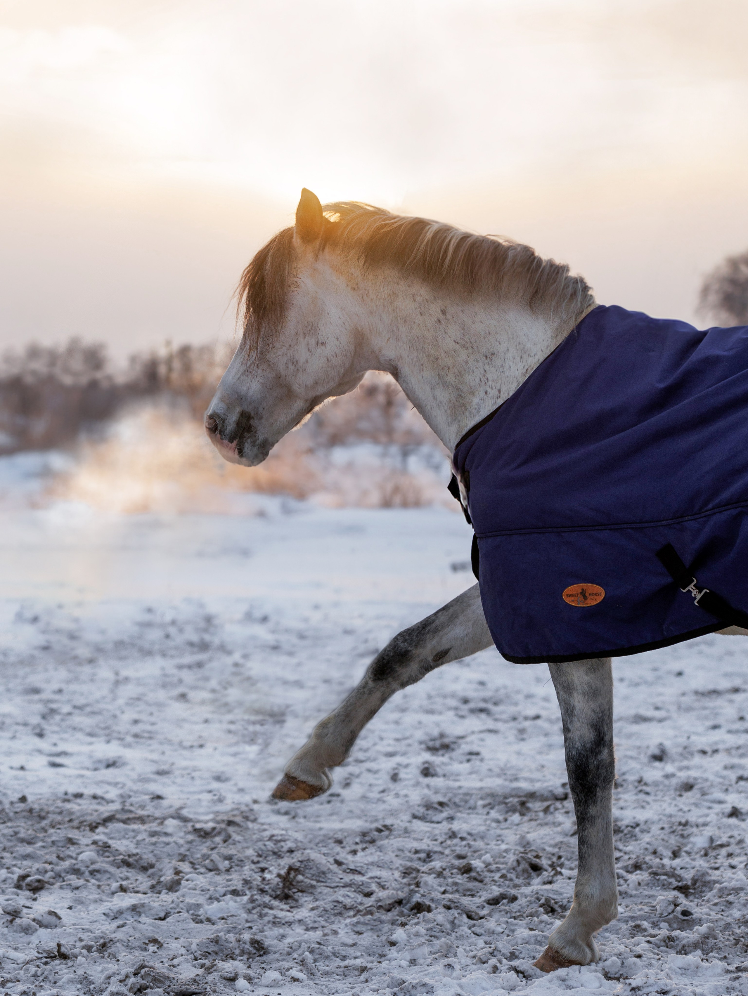 СЪЕМКА ЛОШАДЕЙ. Конный фотограф в Красноярске — Любовь Похабова