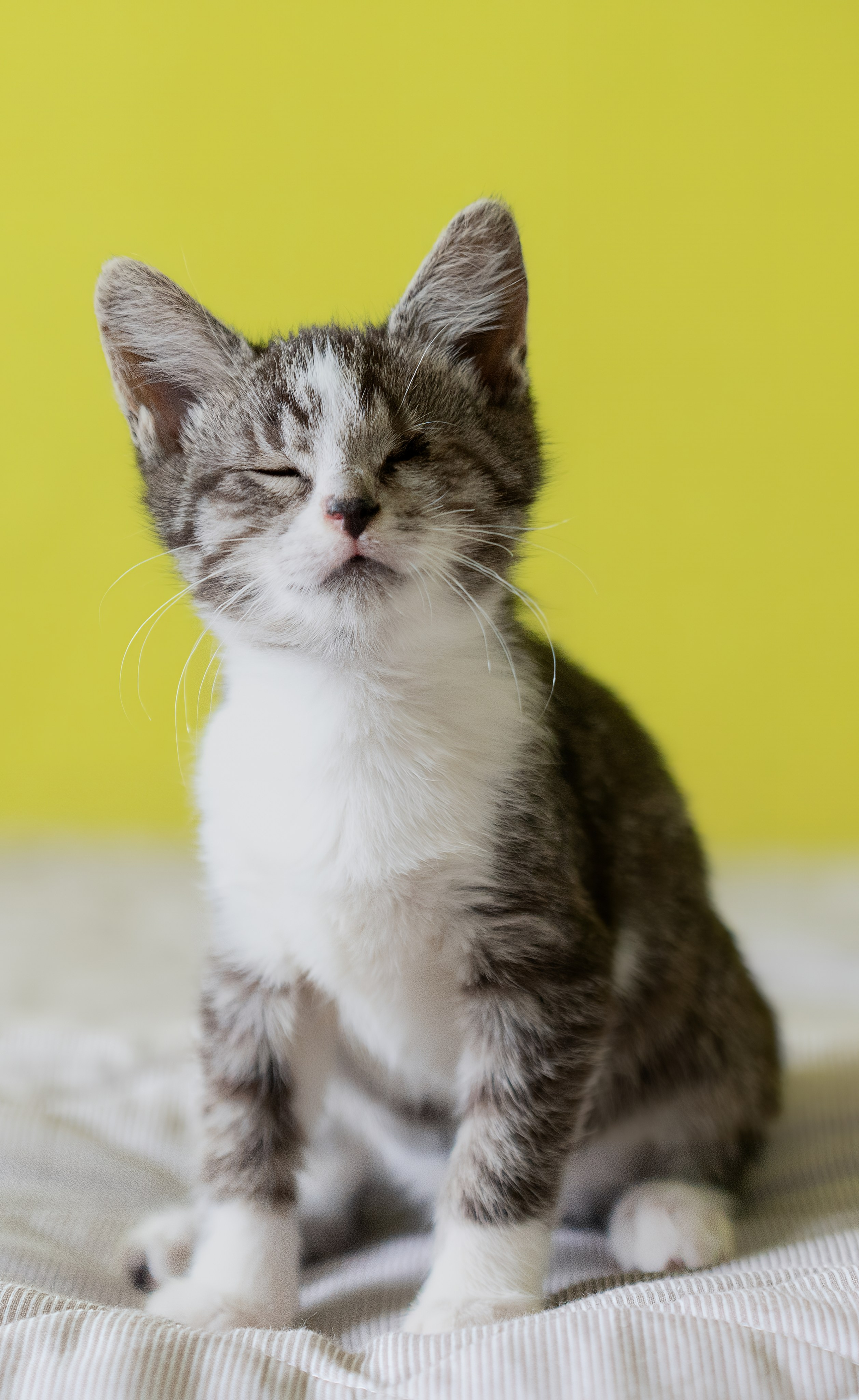 Благотворительная съёмка для котят в Москве. Портретный фотограф в Москве Фарид Леонов
