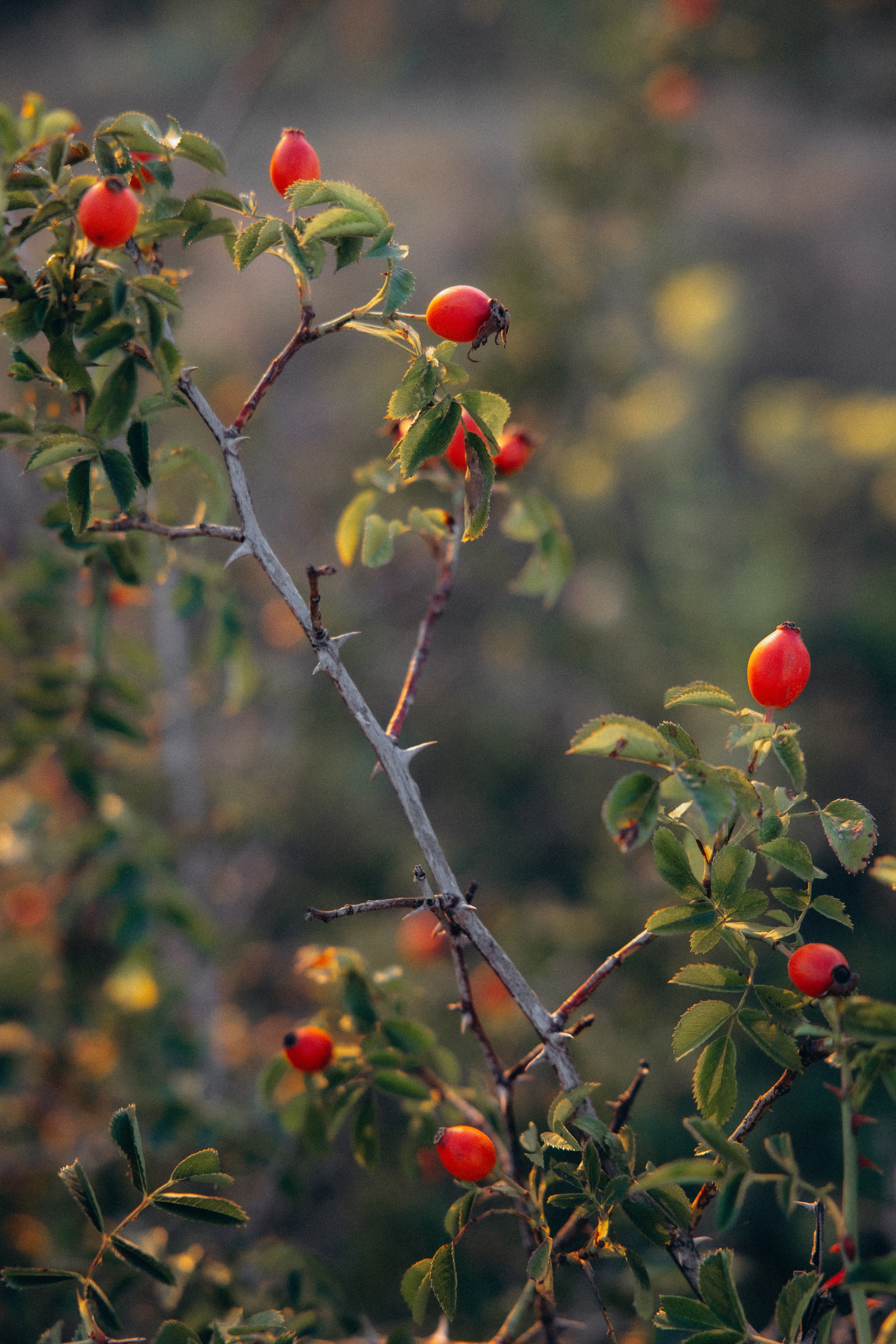 Анастасия и Алексей. Алена Бадамшина — свадебный фотограф Воронеж / Москва