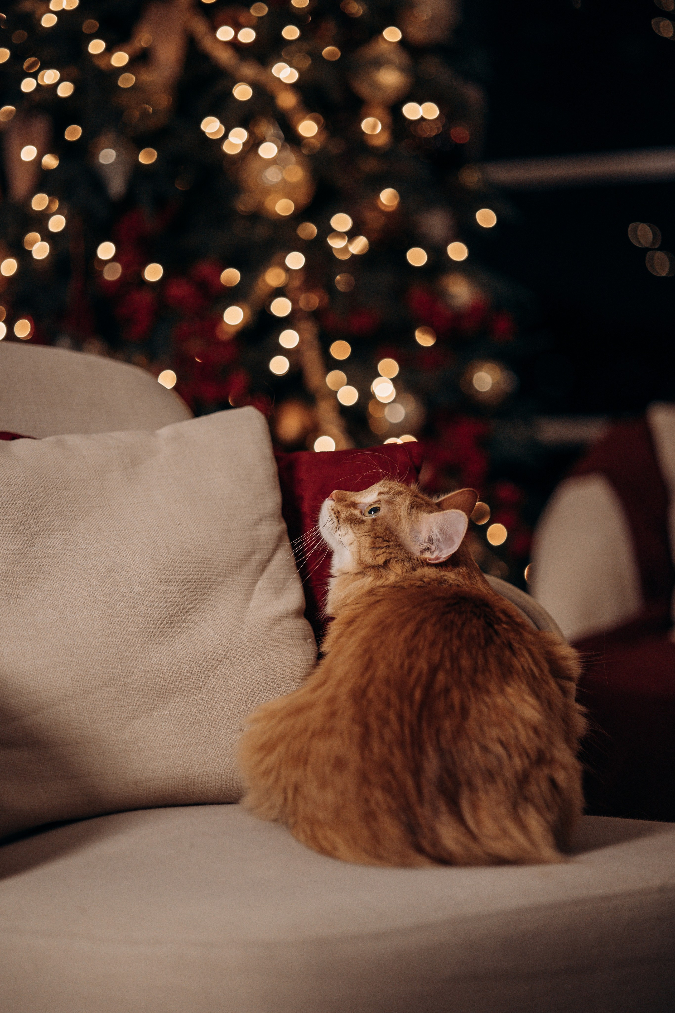 Эля и Франц. Фотограф — Анималист | Санкт-Петербург