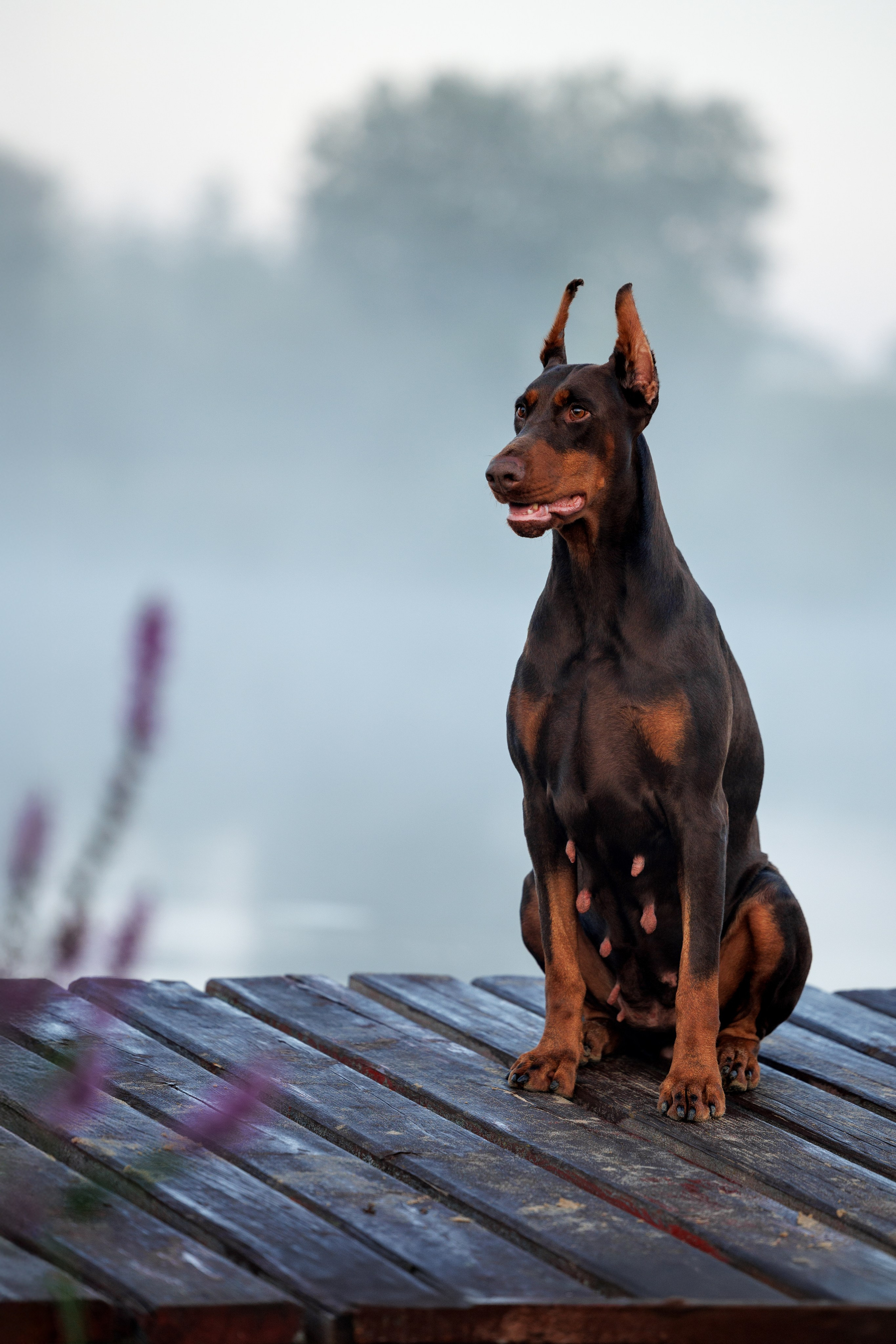 Портфолио: Фотосъёмка собак в Москве и области — авторские образы. Фотограф-анималист и бренд-фотограф в Москве | Фотография собак, людей, бизнес-портрет