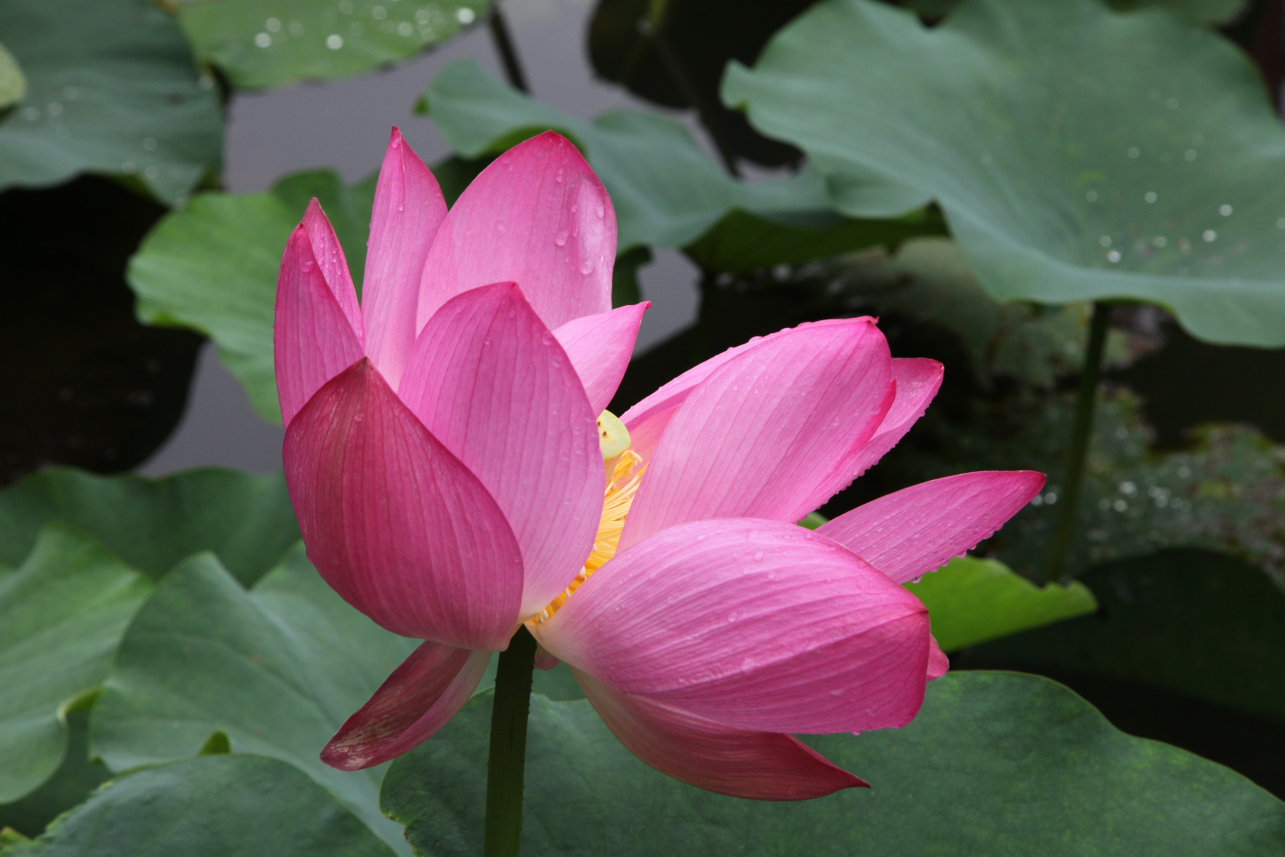 Фото Цветов. Студия Максима Белослюдцева