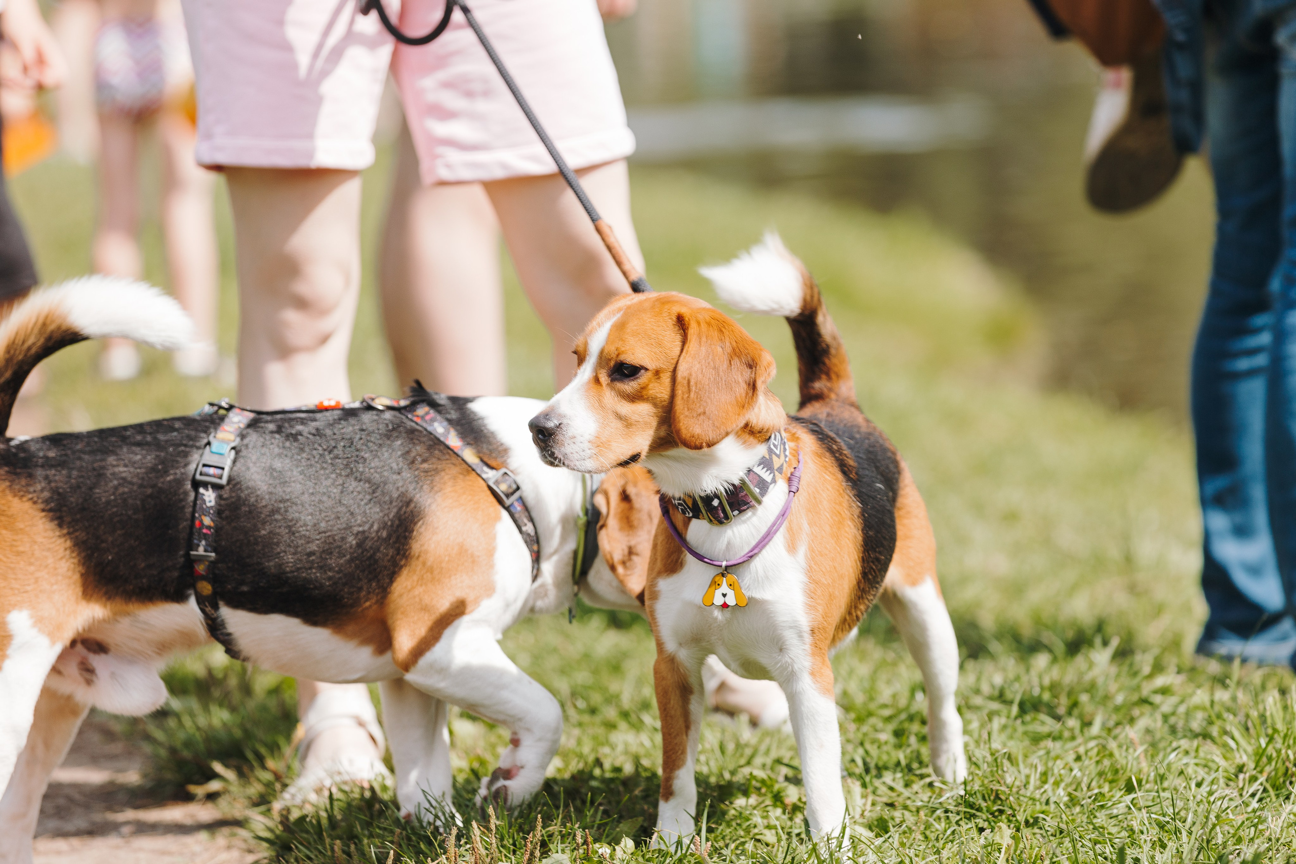 Petshop Sup day. Фотограф анималист Кристина Карпова, Москва