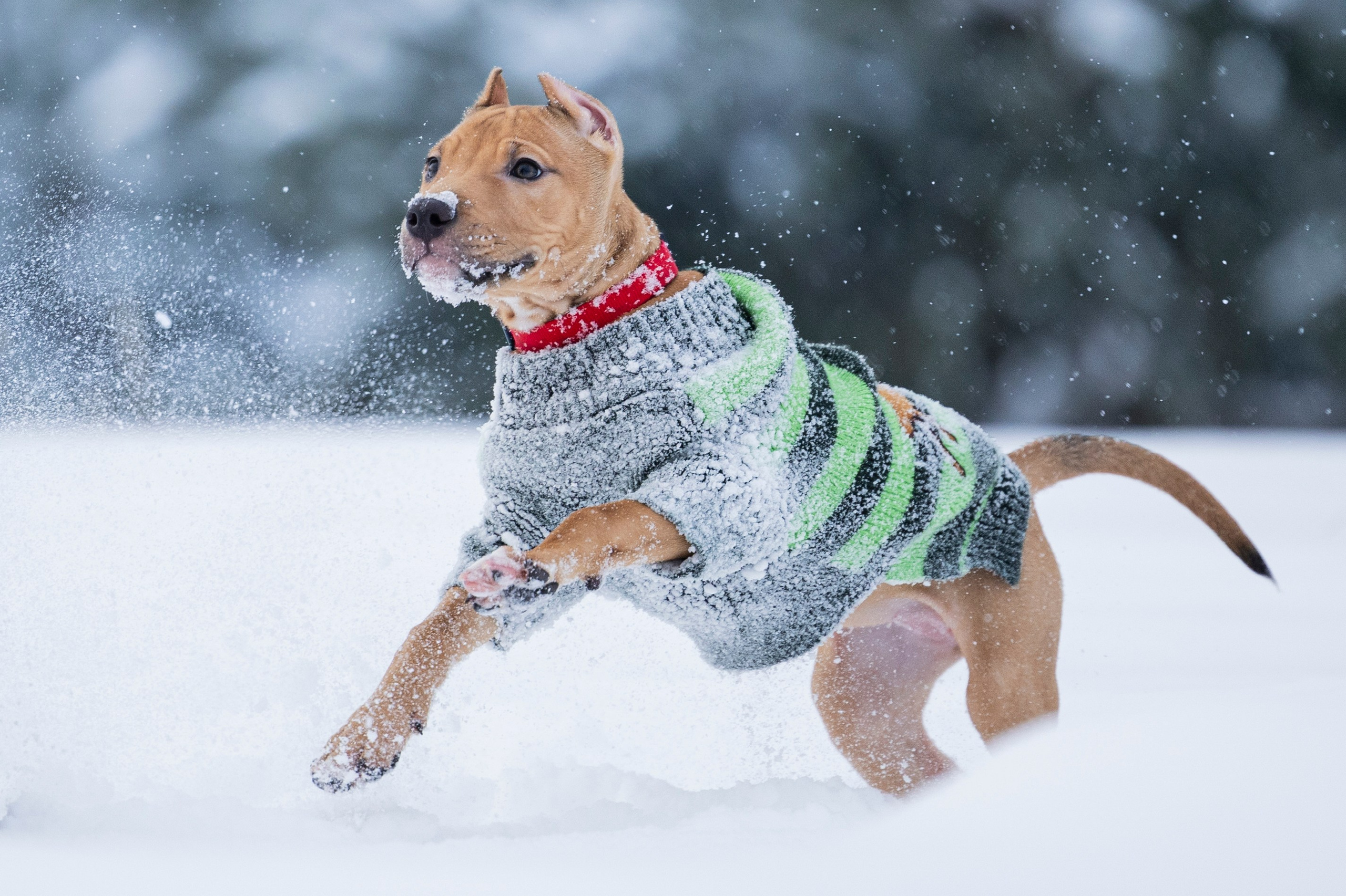 Миура. Фотограф-анималист Анна Маринич