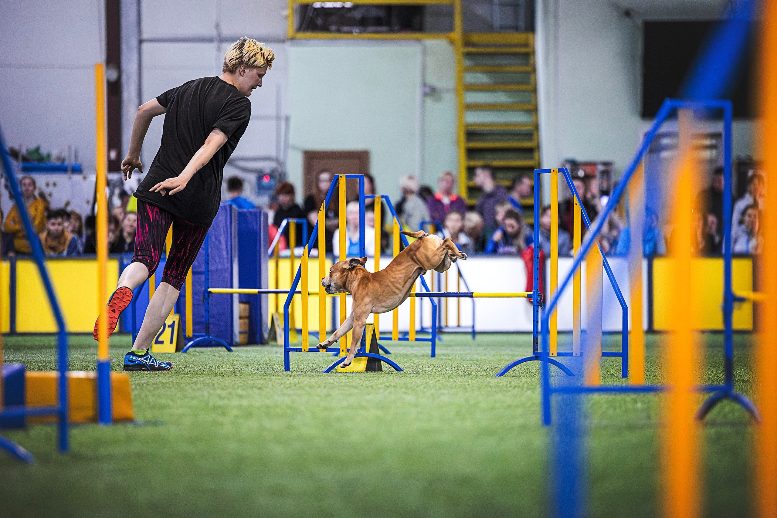 Шмель. BLGKV питомник собак