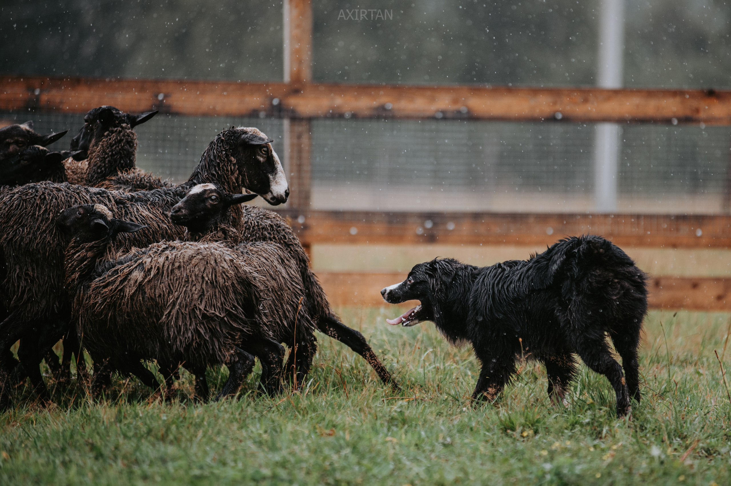 Хава. BLGKV питомник собак
