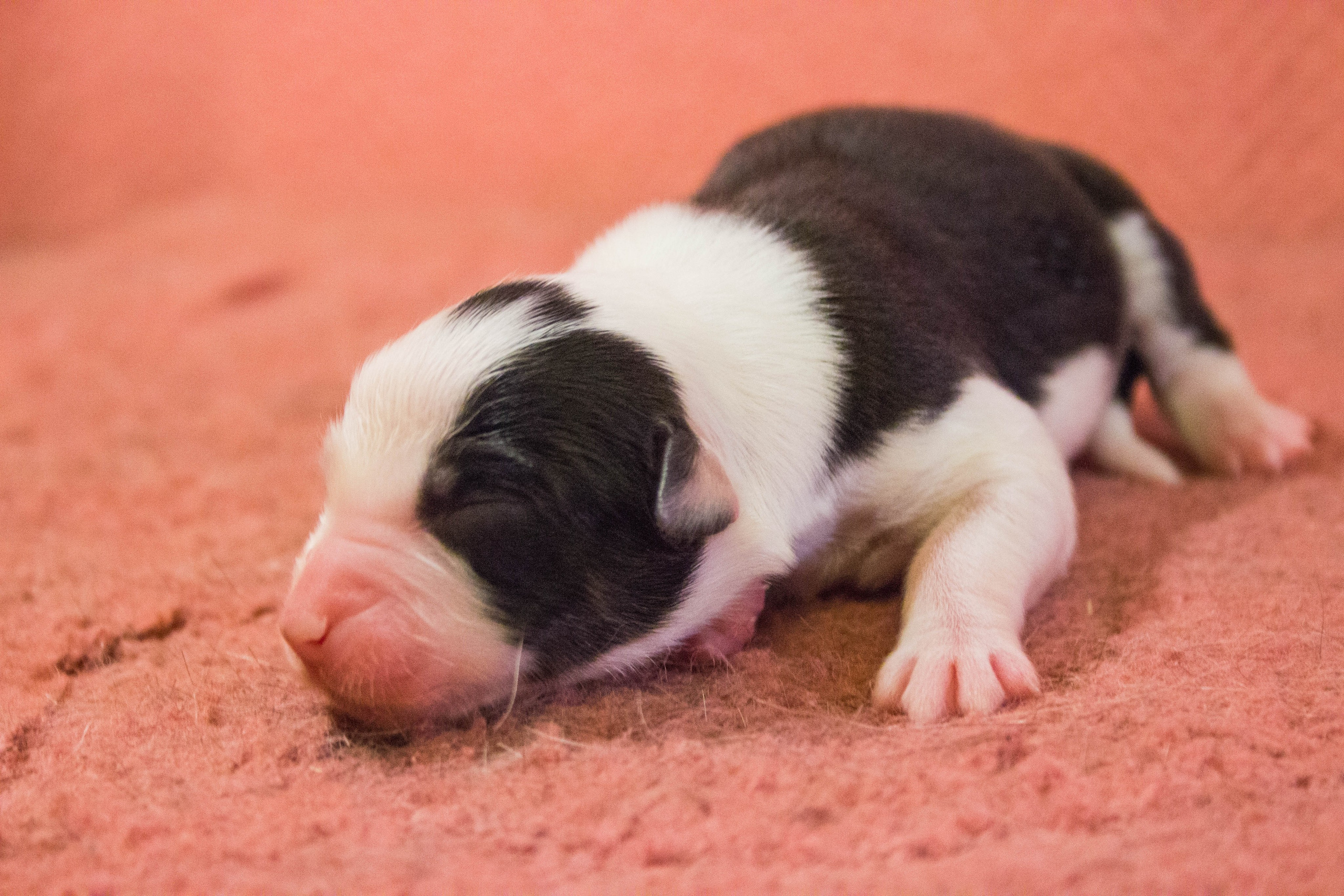 Синдра. BLGKV питомник собак