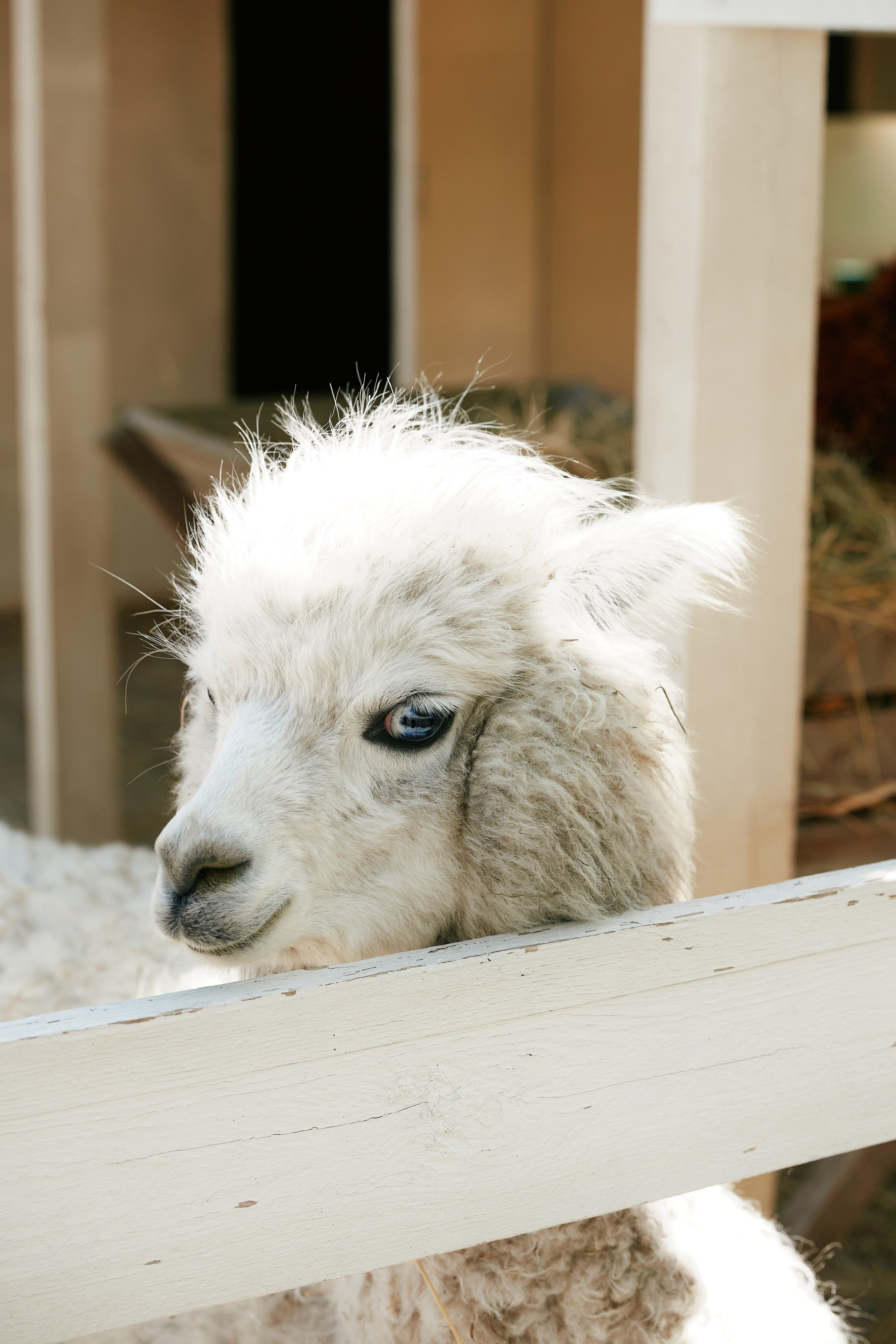 PRIVATE Weekend на Ферме Альпак 19.04. Свадебный репортажный фотограф краснодар максим дремов дрёмов фотосессия студия цена
