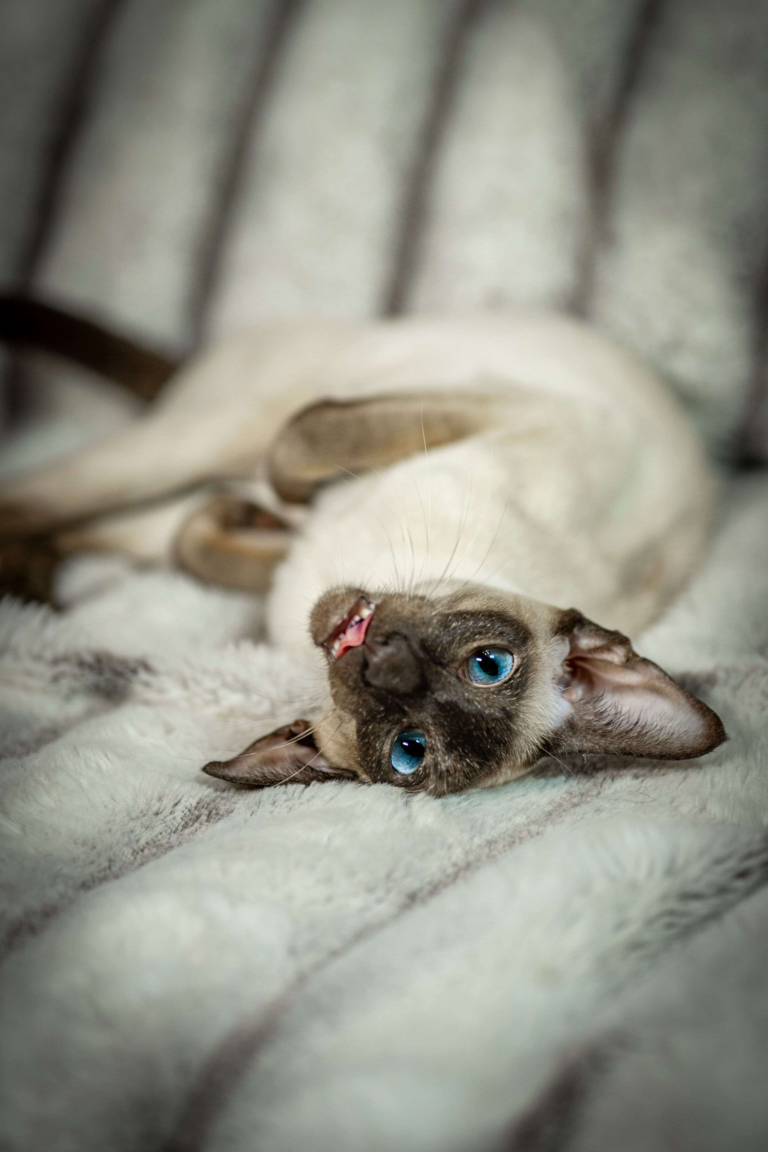 Фотограф анималист в Санкт-Петербурге Таша Крейв