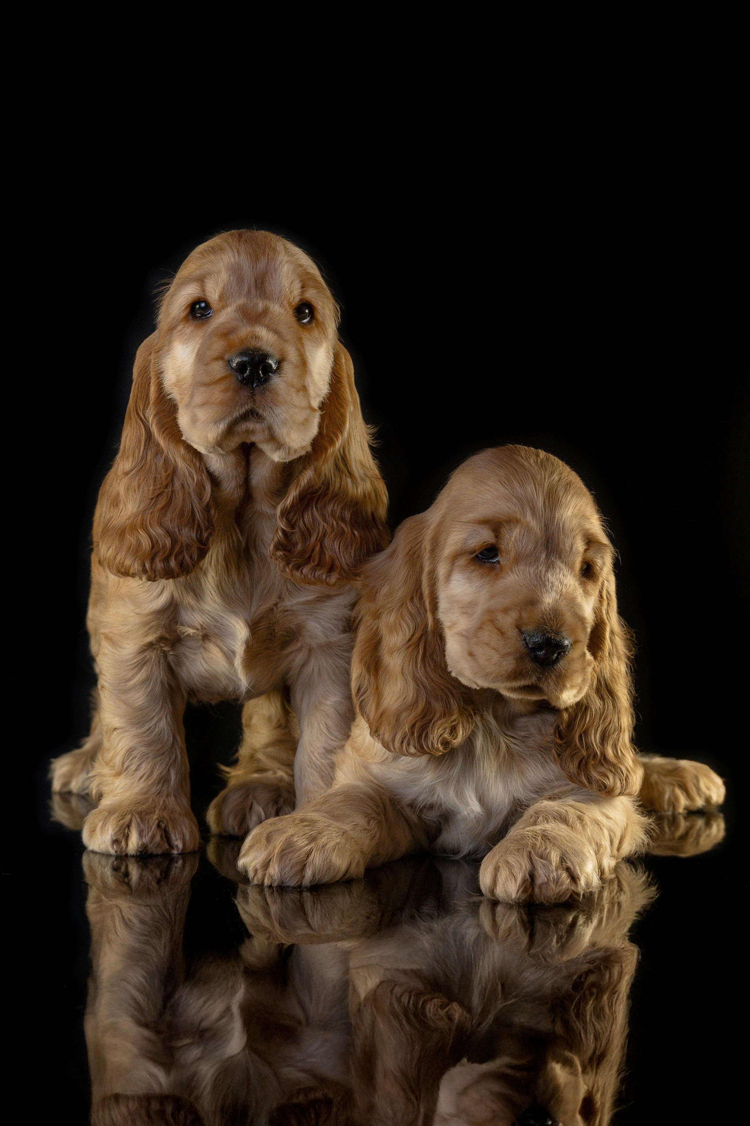 Щенки спаниеля. Фотограф анималист в Санкт-Петербурге Таша Крейв