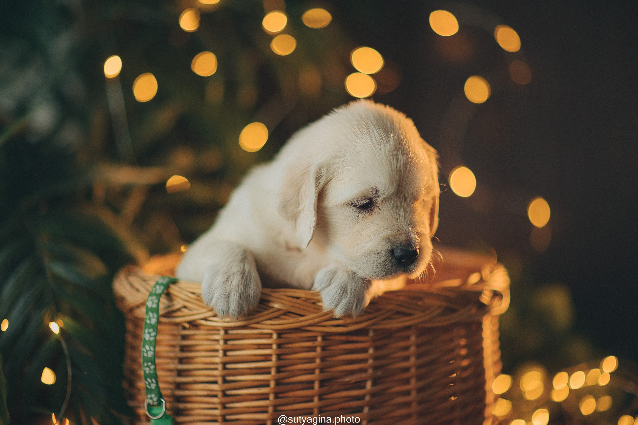 Зеленая лента. Свадебный и женский фотограф