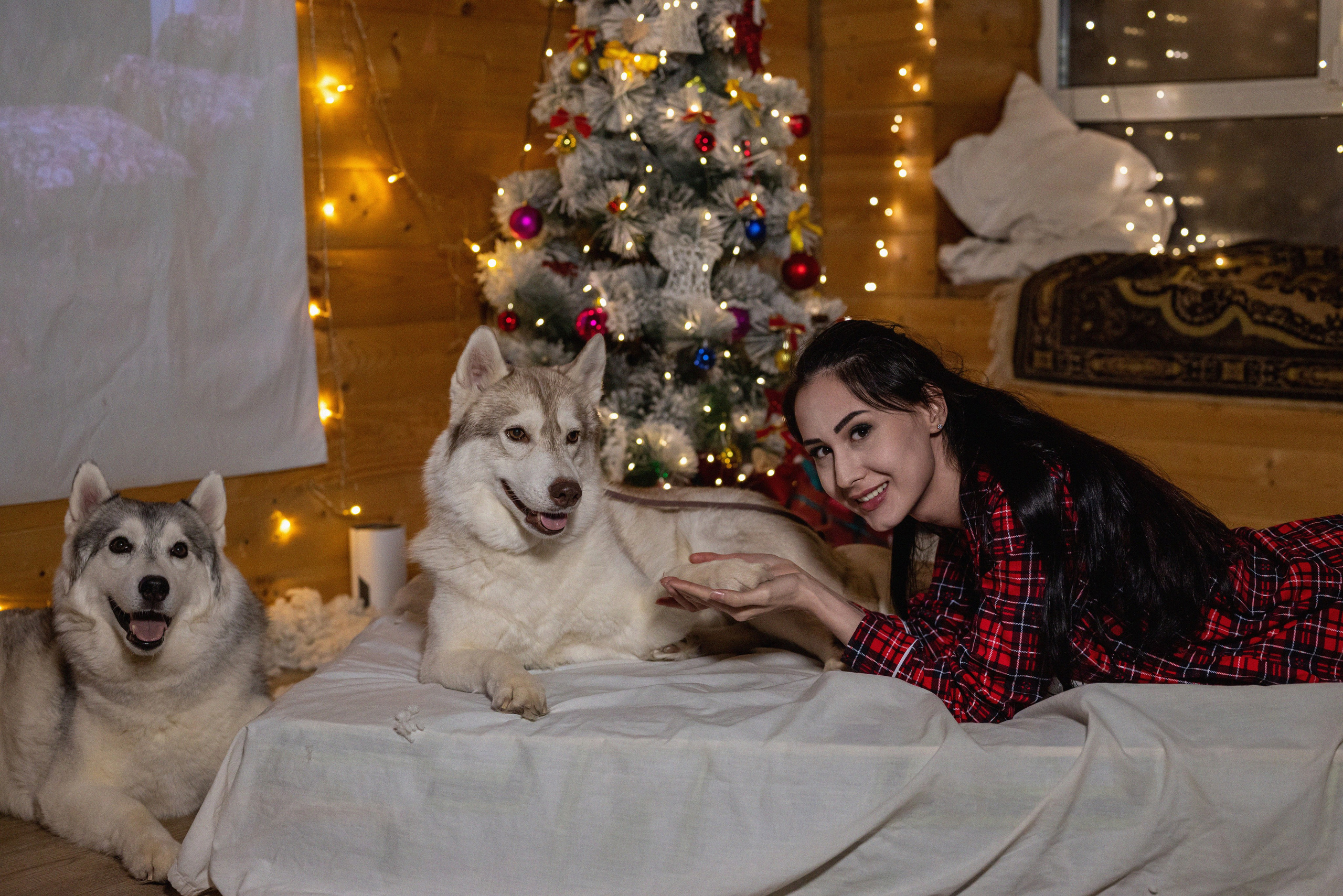 Фотопроект с хаски 2024 г. Фотограф в городе Салават