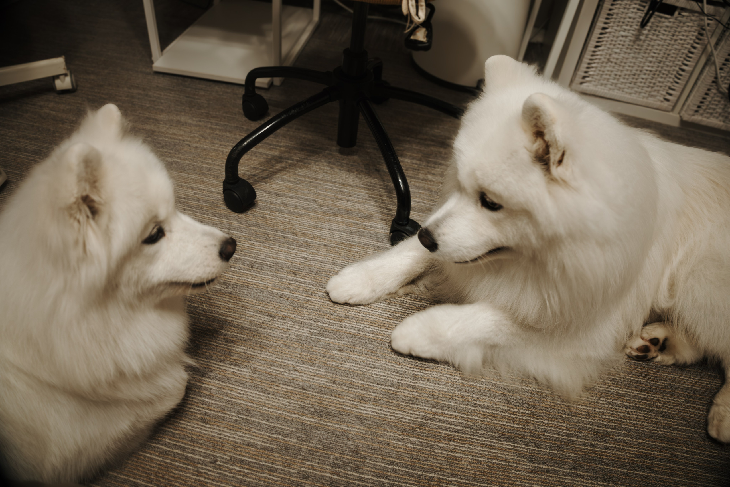 Домашняя фотосессия девушки с собакой и пара фото в дождливый день. Фотограф-анималист в Москве Екатерина Тихонова