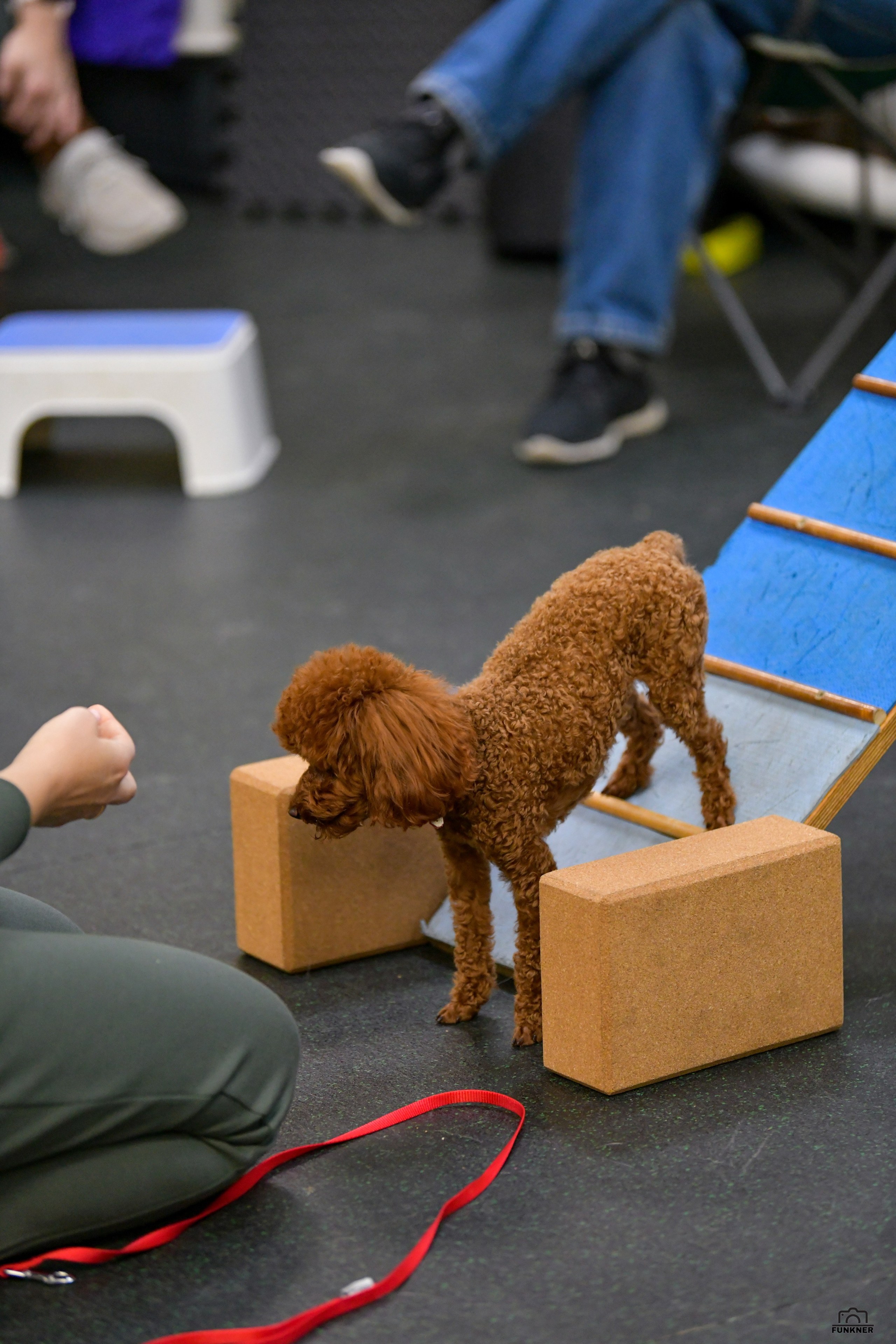 Кинологический клуб «Бодрый хвост». Свой взгляд через объектив
