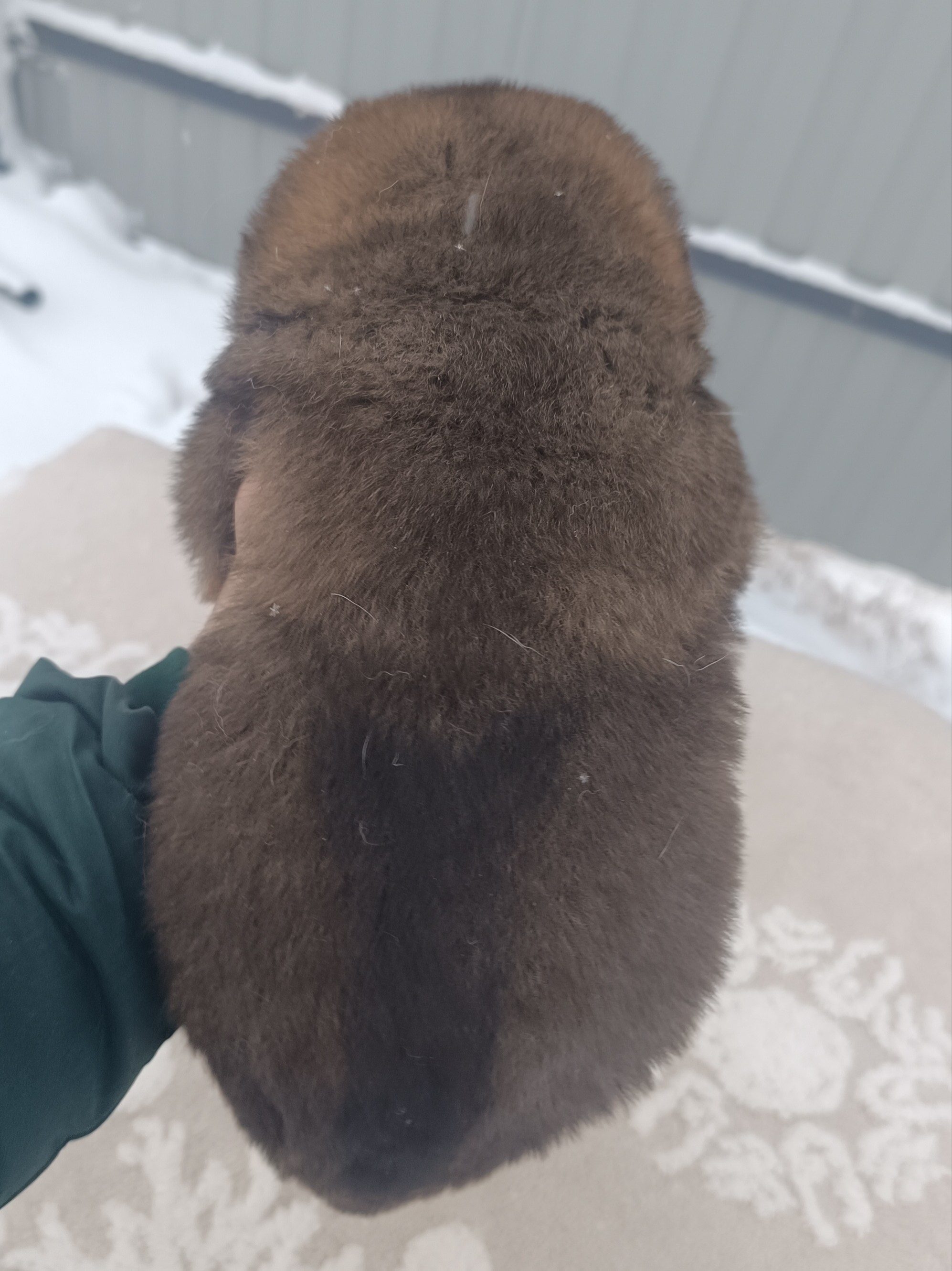 Американская акита  щенки питомник Санкт-Петербург клубные щенки Американская акита питомник RUBYLIGHT Рубилайт купить щенка американской акиты