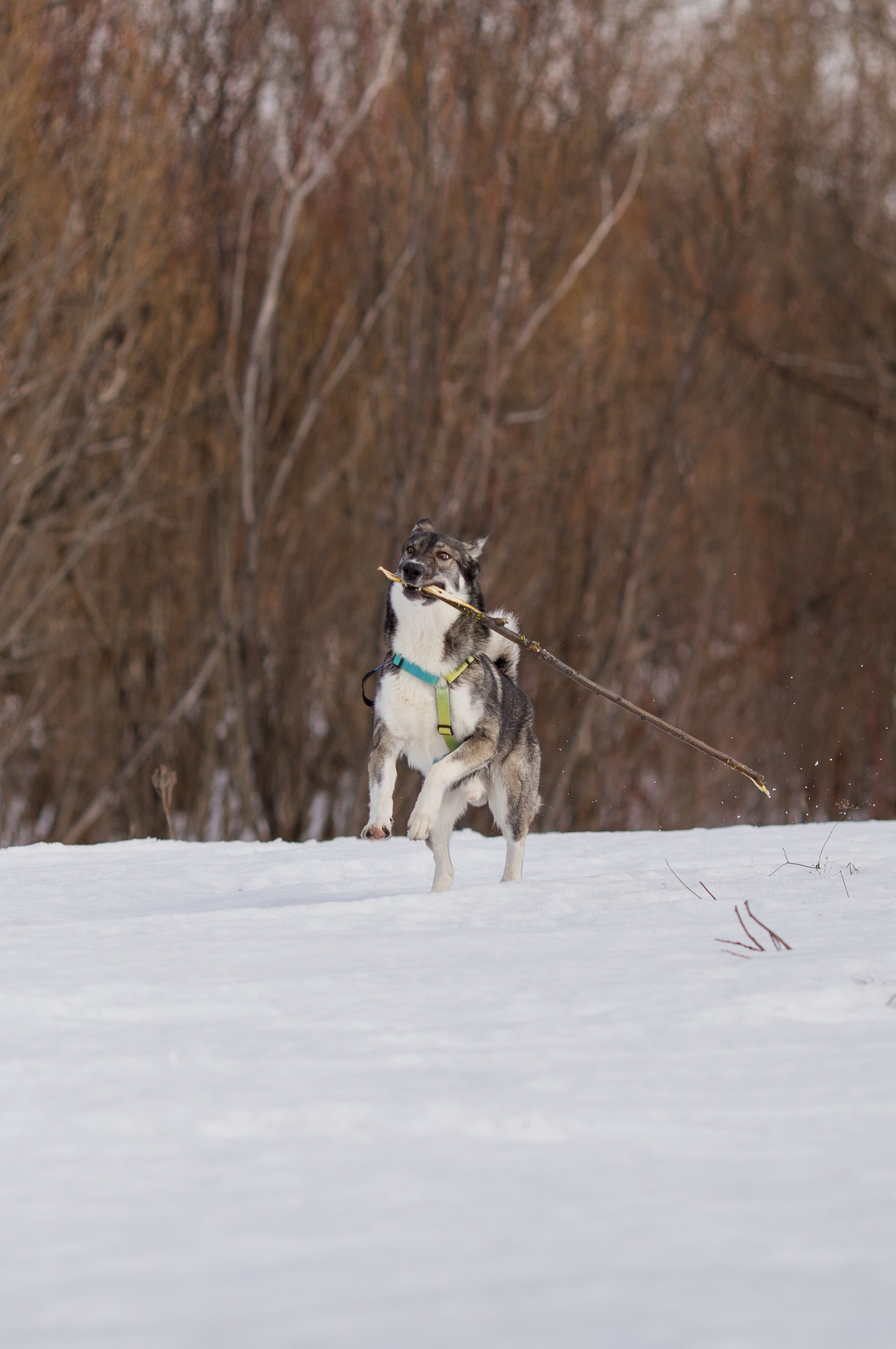 Фотосессия с собакой в Архангельске