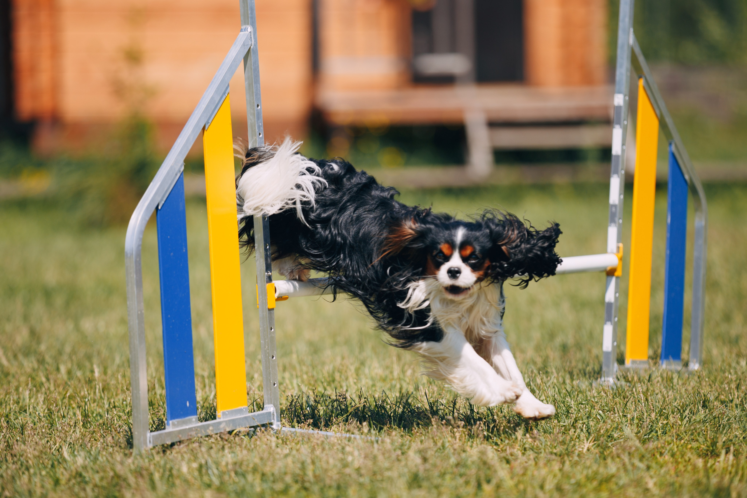 Кинологический лагерь в Горыныче. Фотограф анималист Кристина Карпова, Москва