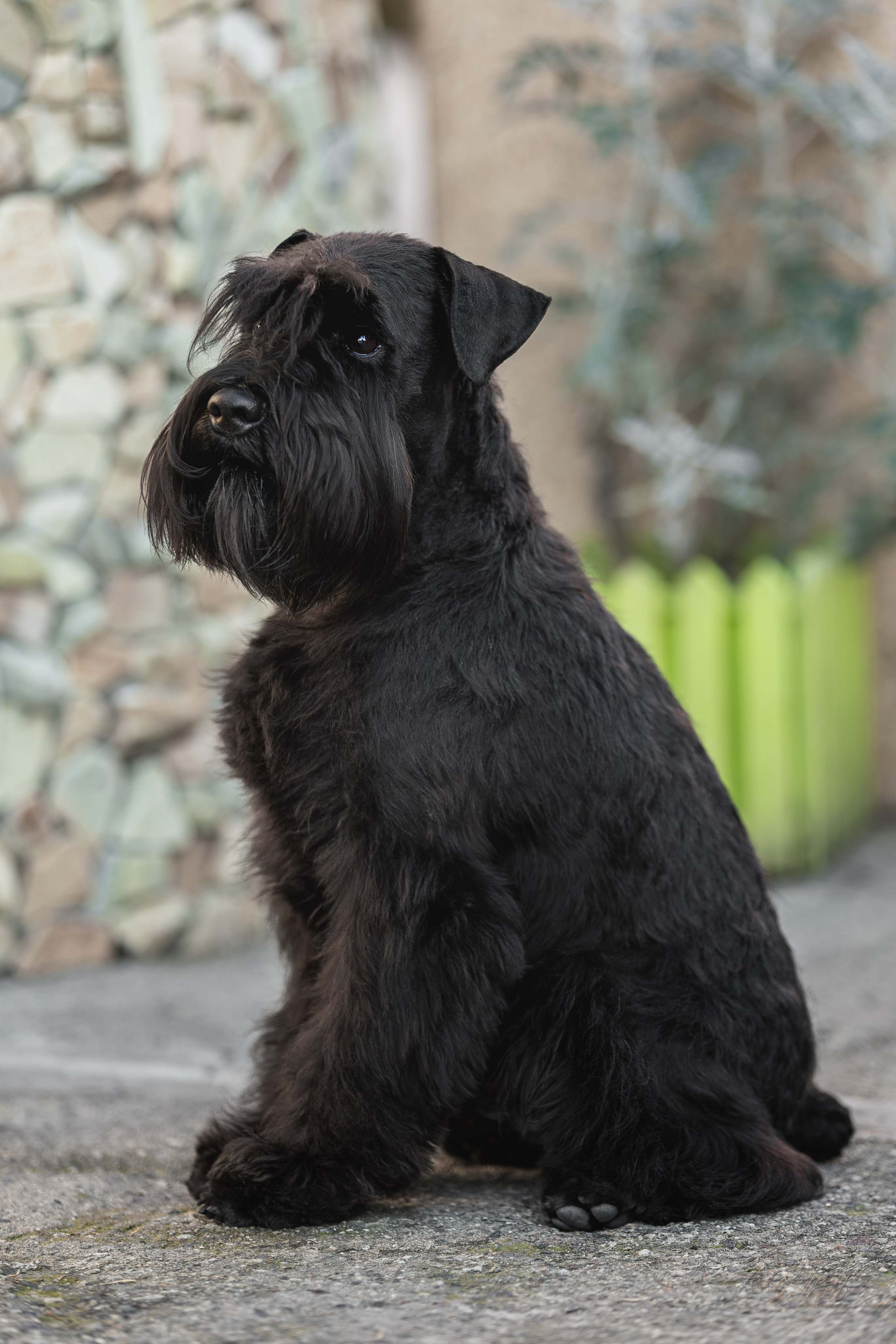 Выставка 25.02.2024. Ирина Голомб|Фотограф-анималист в  Сочи и Калининграде