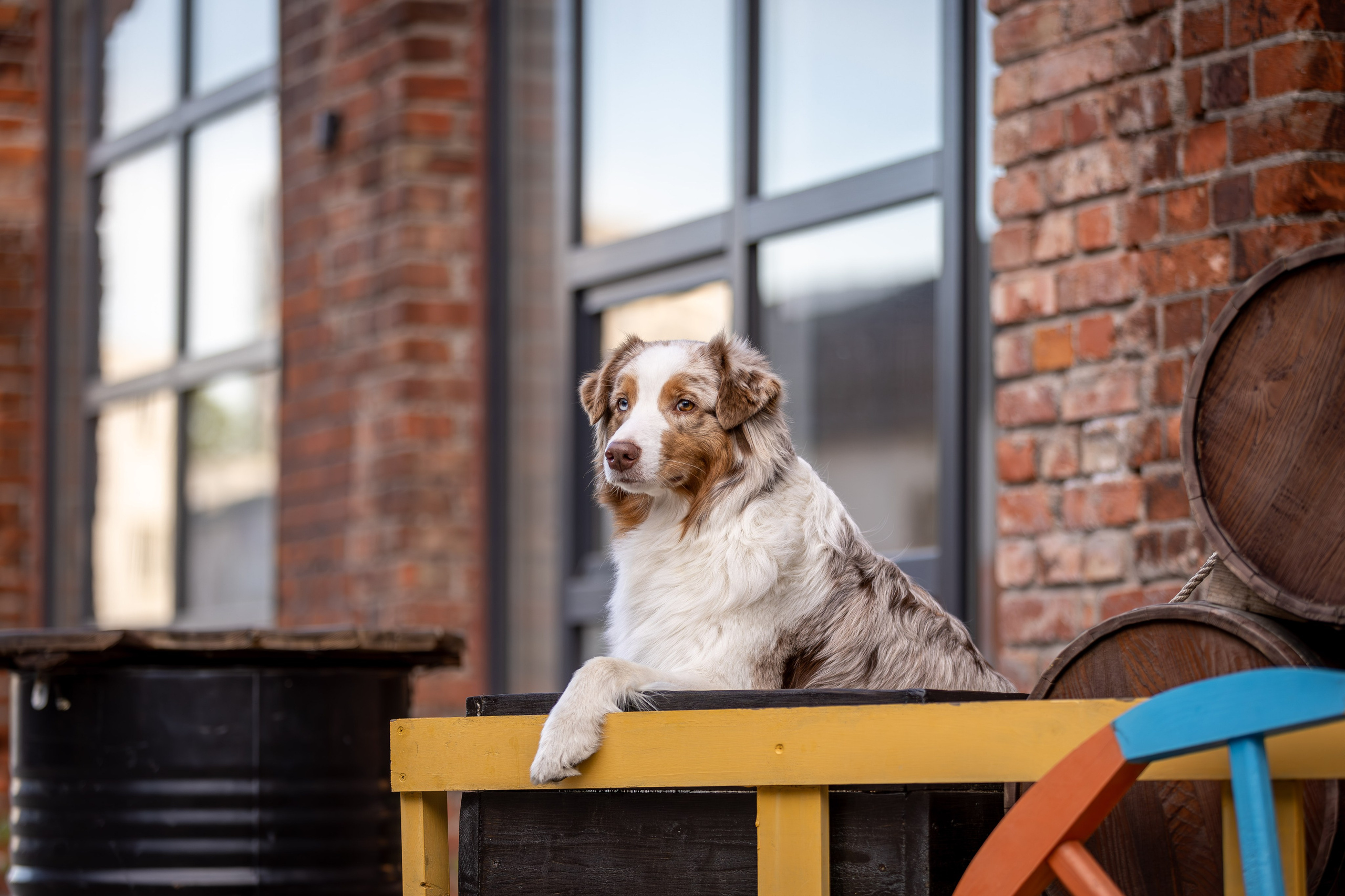 Полли, Австралийская Овчарка. Ирина Голомб|Фотограф-анималист в  Сочи и Калининграде
