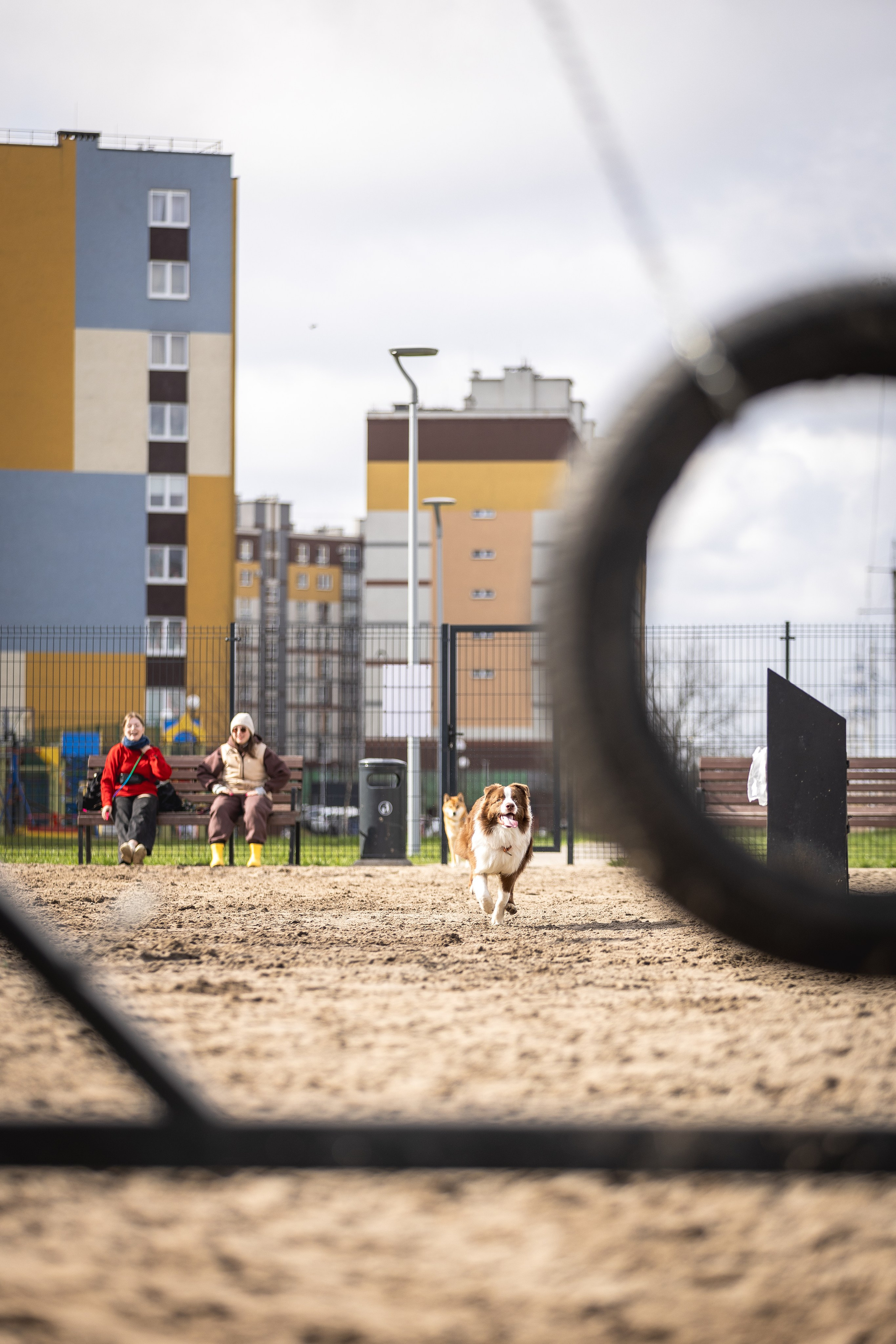 Догтуса 24.03.2024. Ирина Голомб|Фотограф-анималист в  Сочи и Калининграде