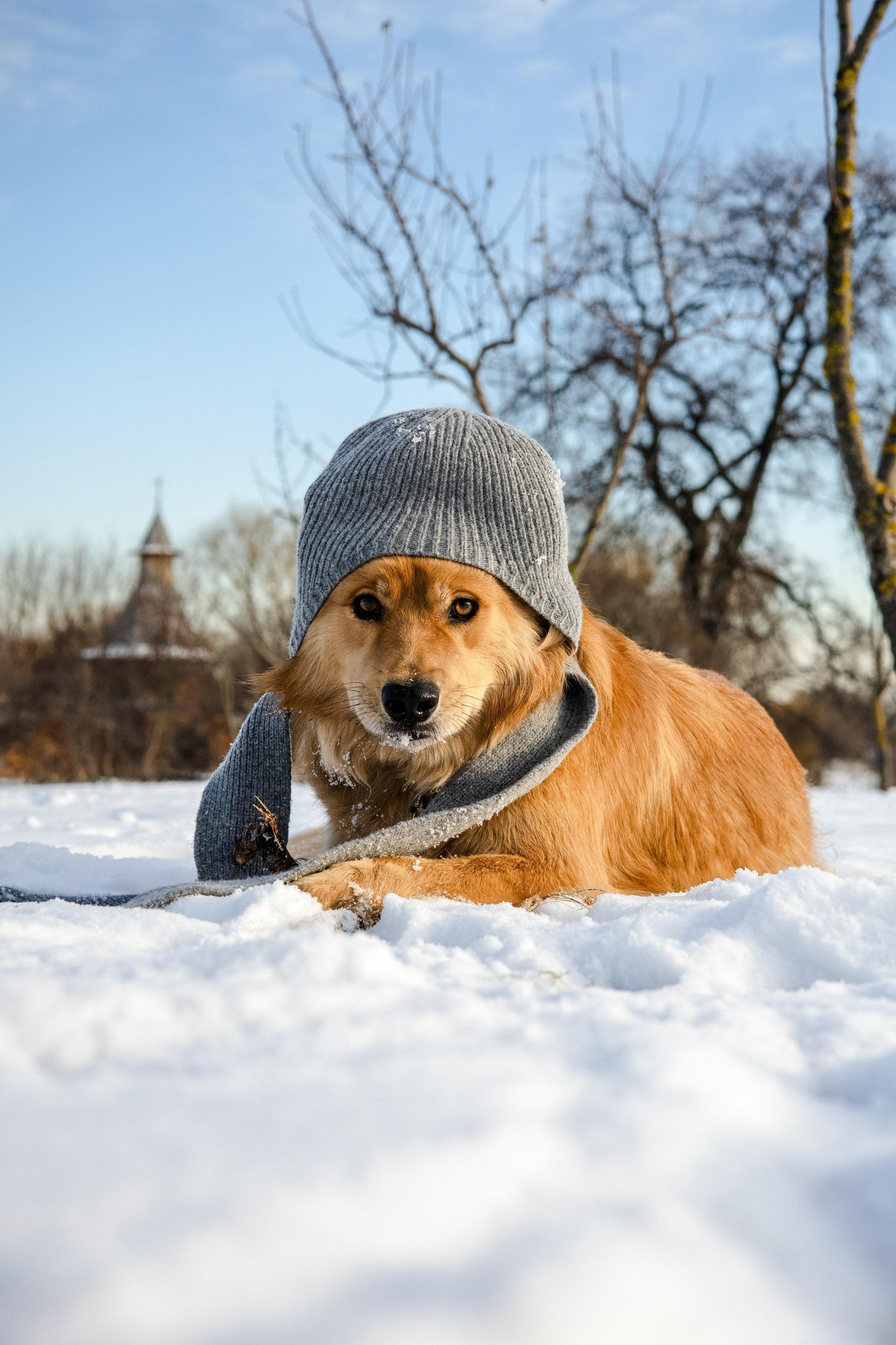 Рыж и Яна. Фотограф-анималист Ксения Шевцова|Москва