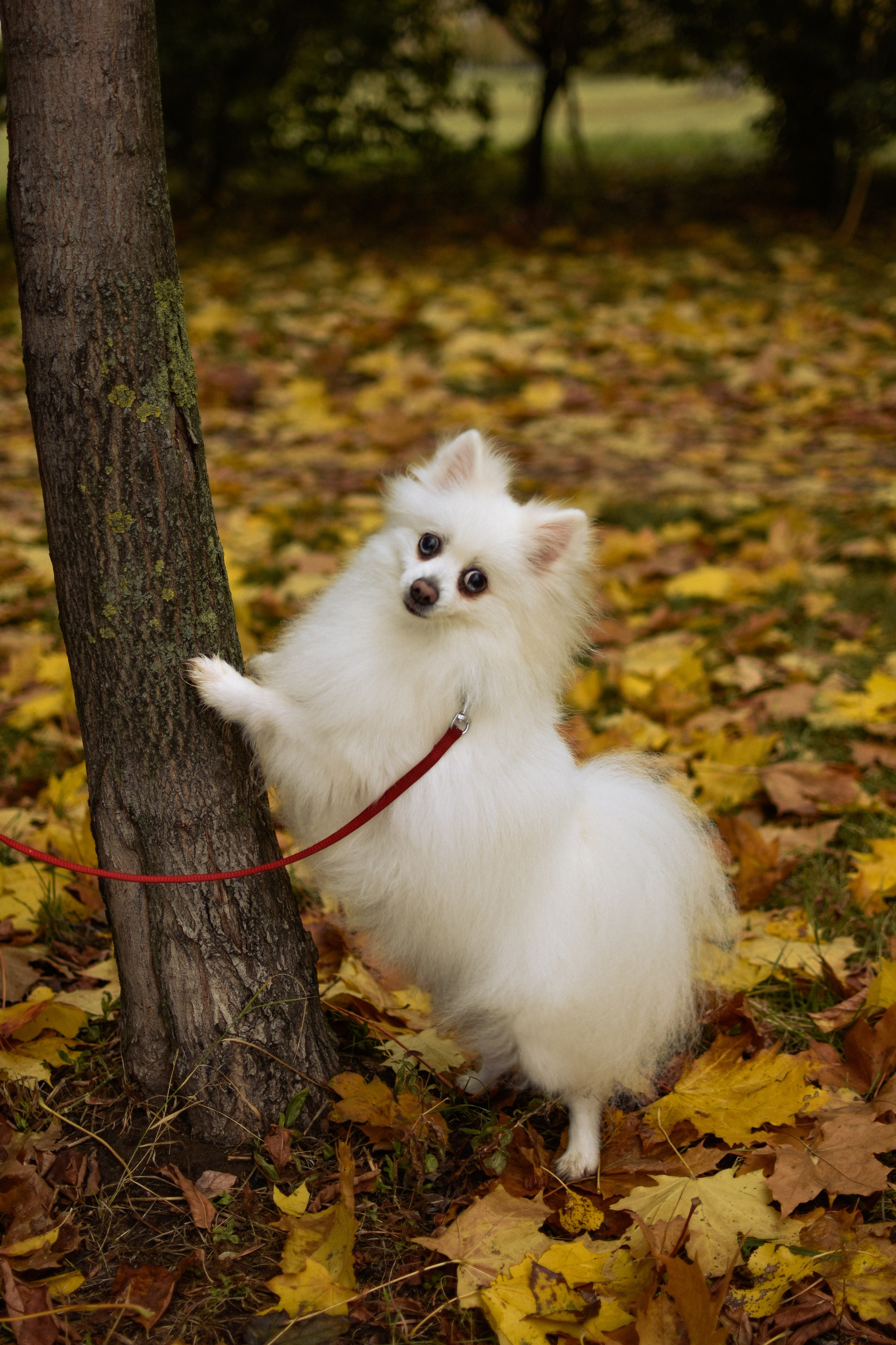 Анабель и Саша. Фотограф-анималист Ксения Шевцова|Москва