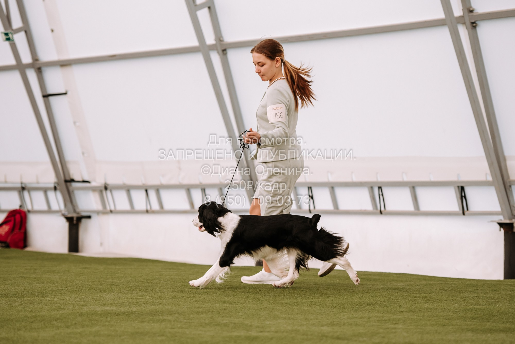 Выставка собак Красноярск 2.06. Фотограф Диана Оленина Красноярск / Братск