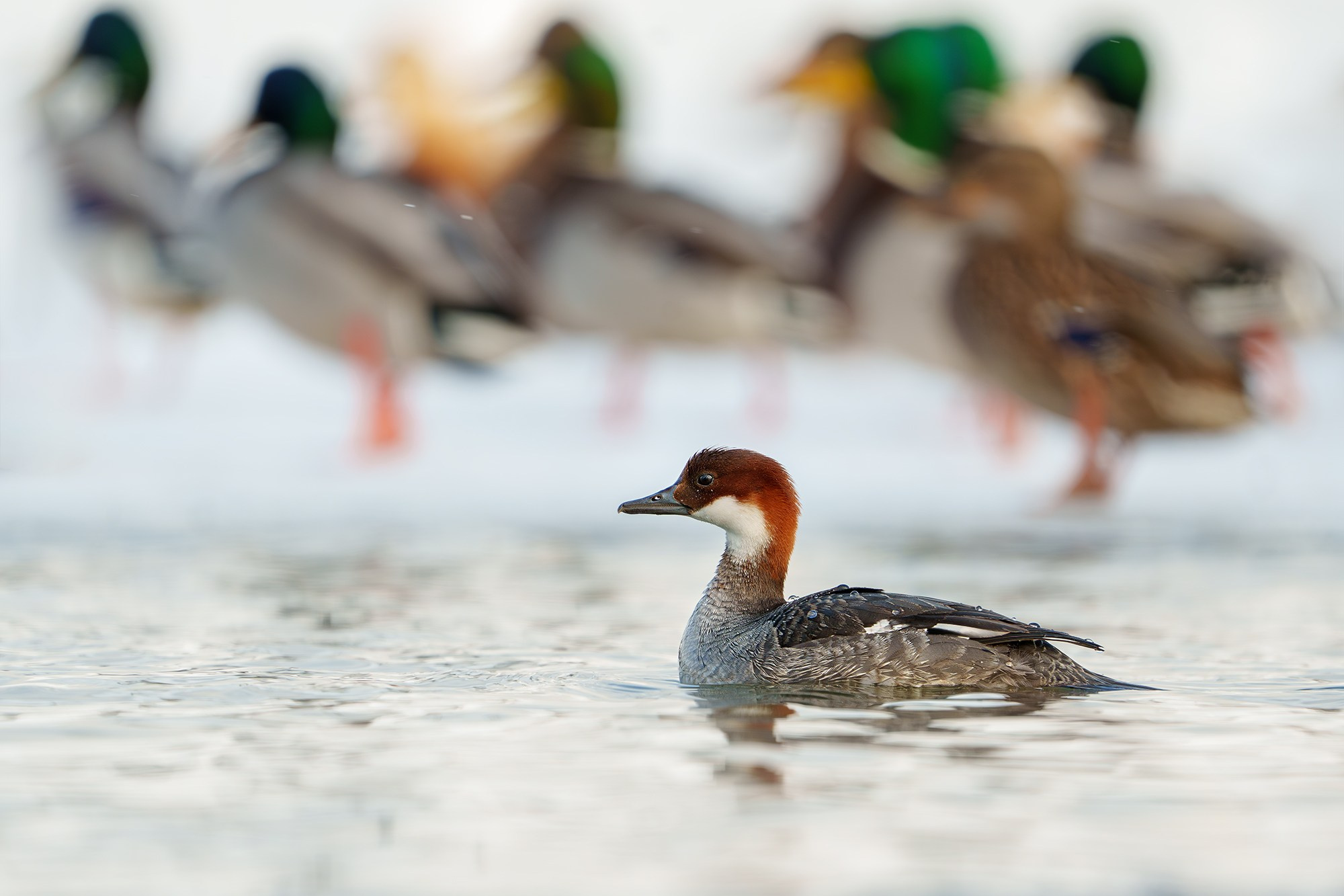 Удивительные мир птиц. Вокруг нас столько прекрасного — присмотритесь!. Ваш личный фотограф Марина Волкова
