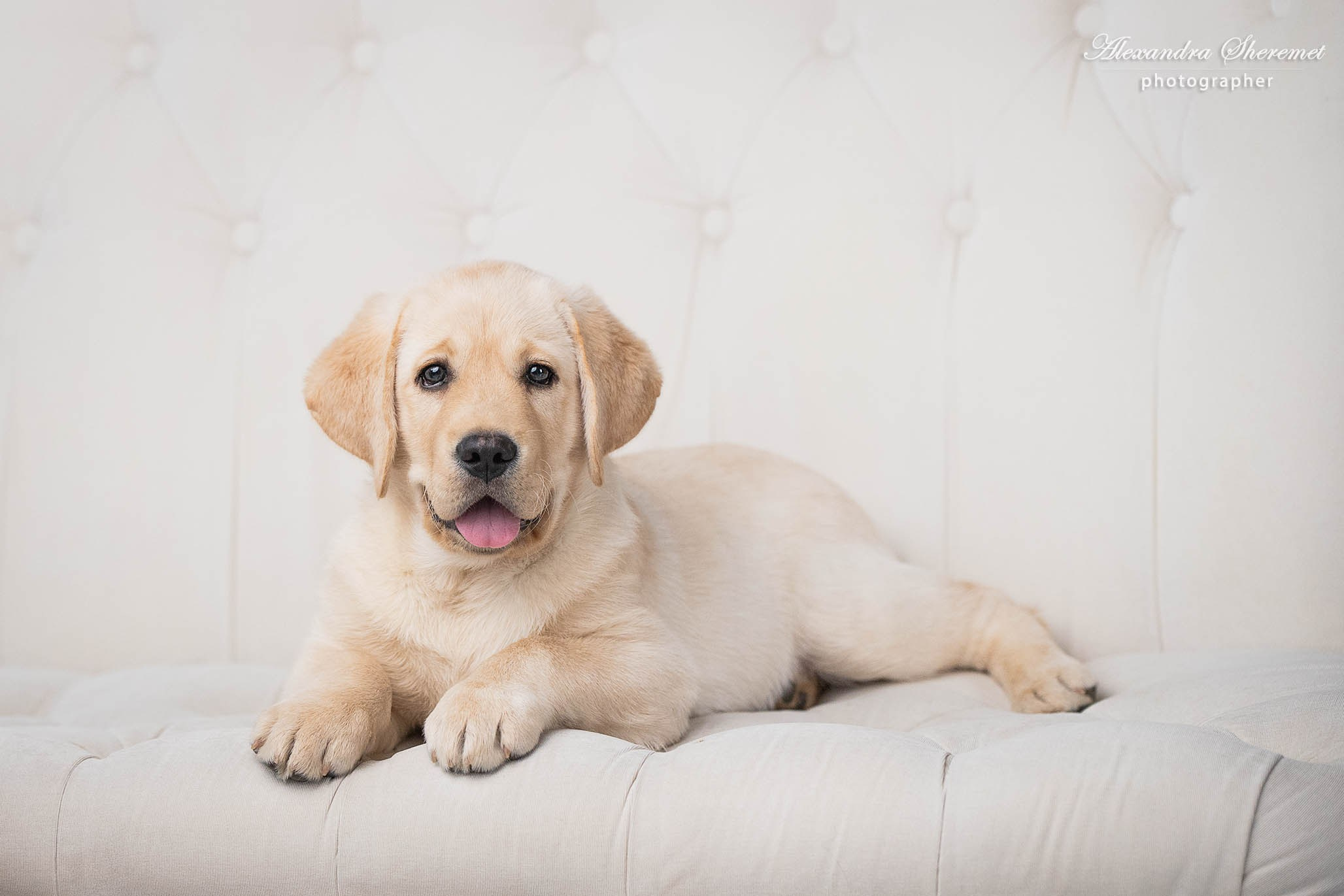 Оксана & лабрадор. Фотограф-анималист Александра Шеремет