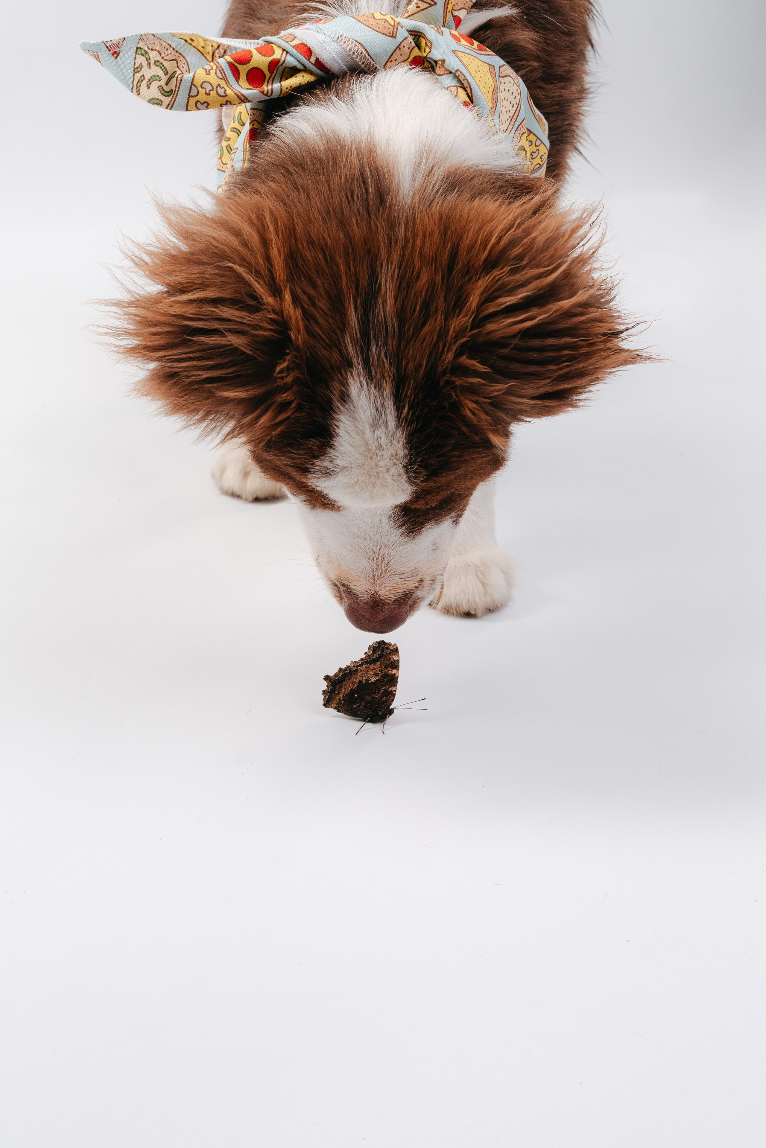 Миниаусси Дайс. Фотограф анималист Осипчикова Мария