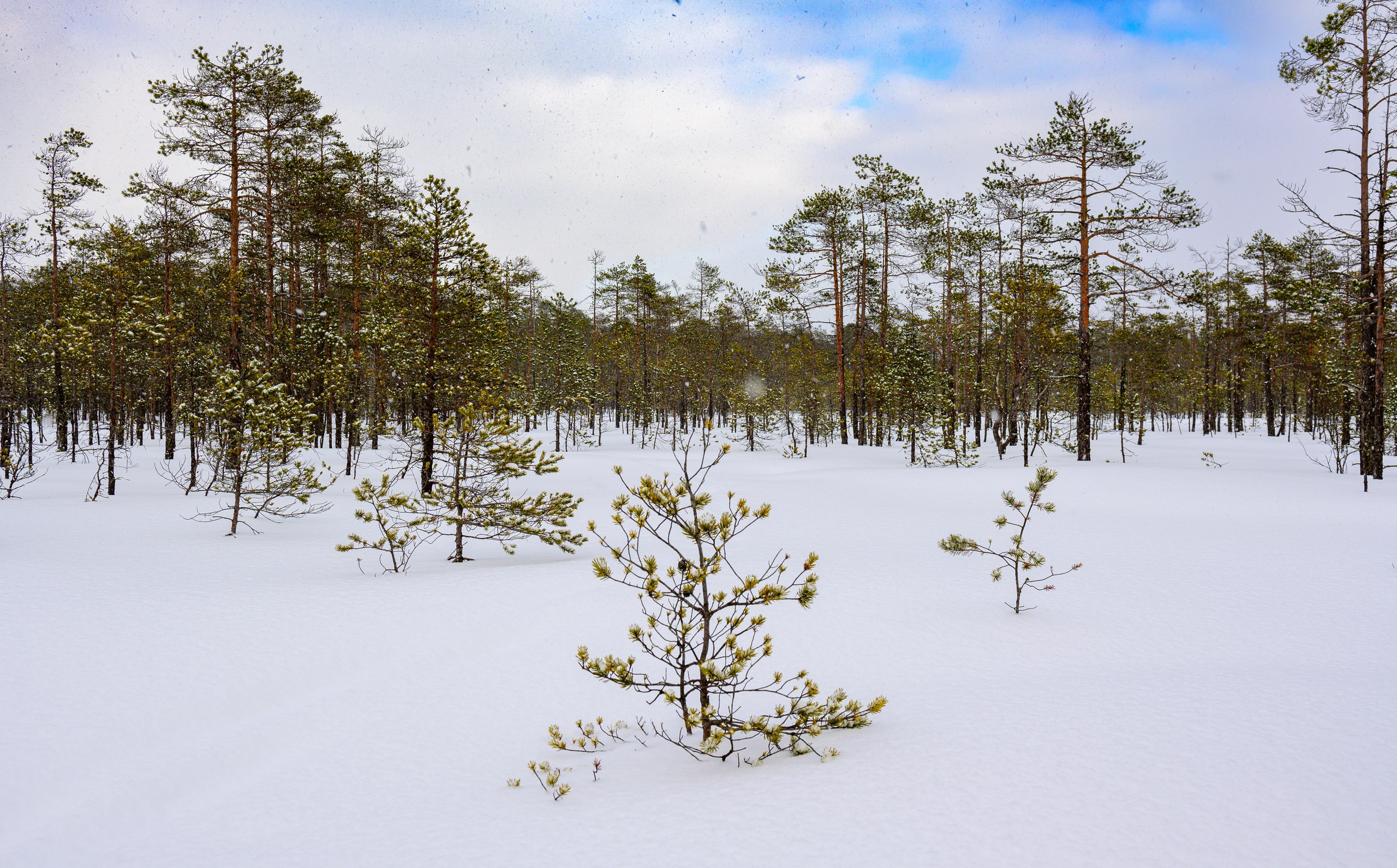 Landscape, nature, plants, details of the world around us. Personal website of photographer Dmitry Raikin