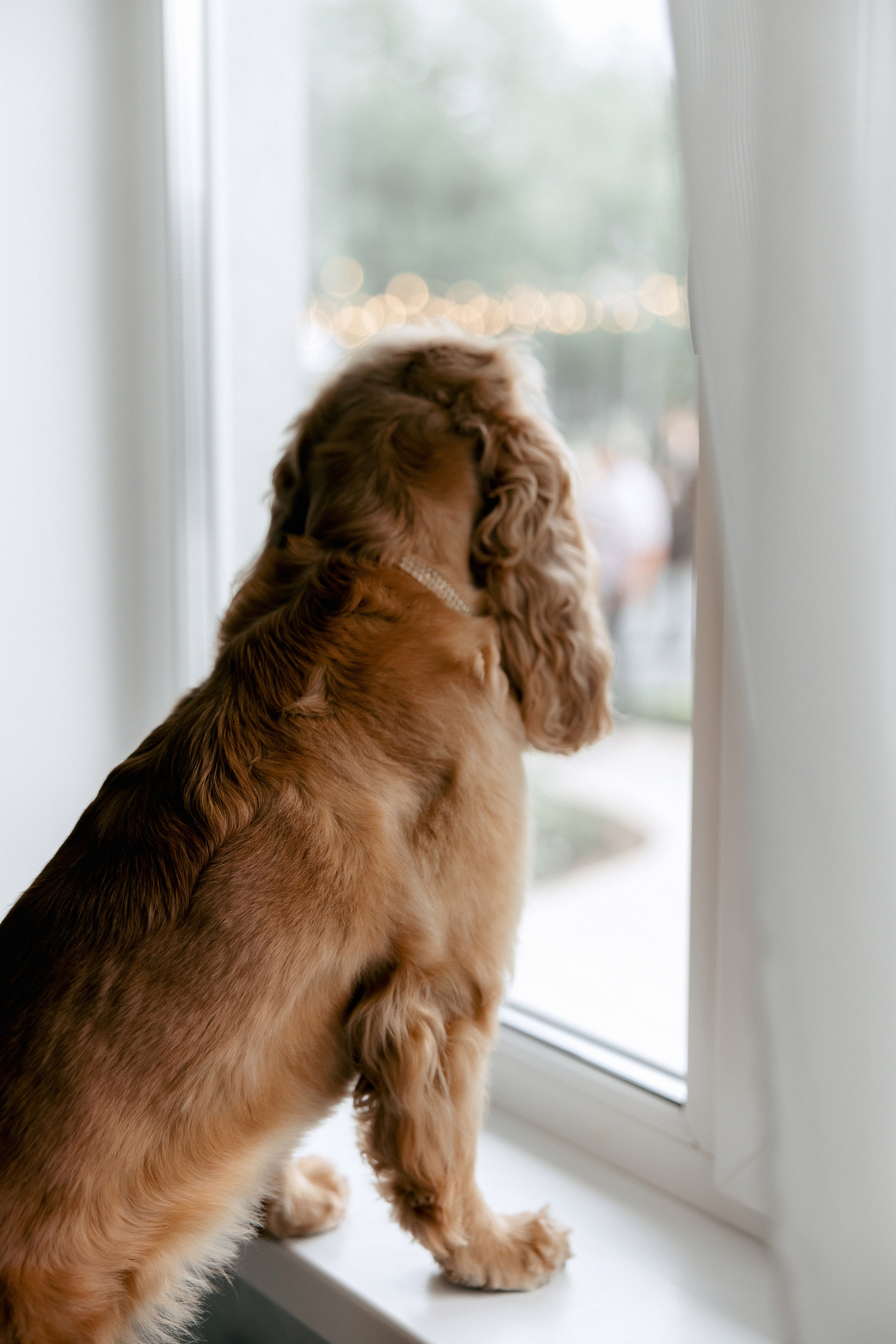 Свадебная фотосессия Настя, Макс и Карюша. Свадебный фотограф Москва